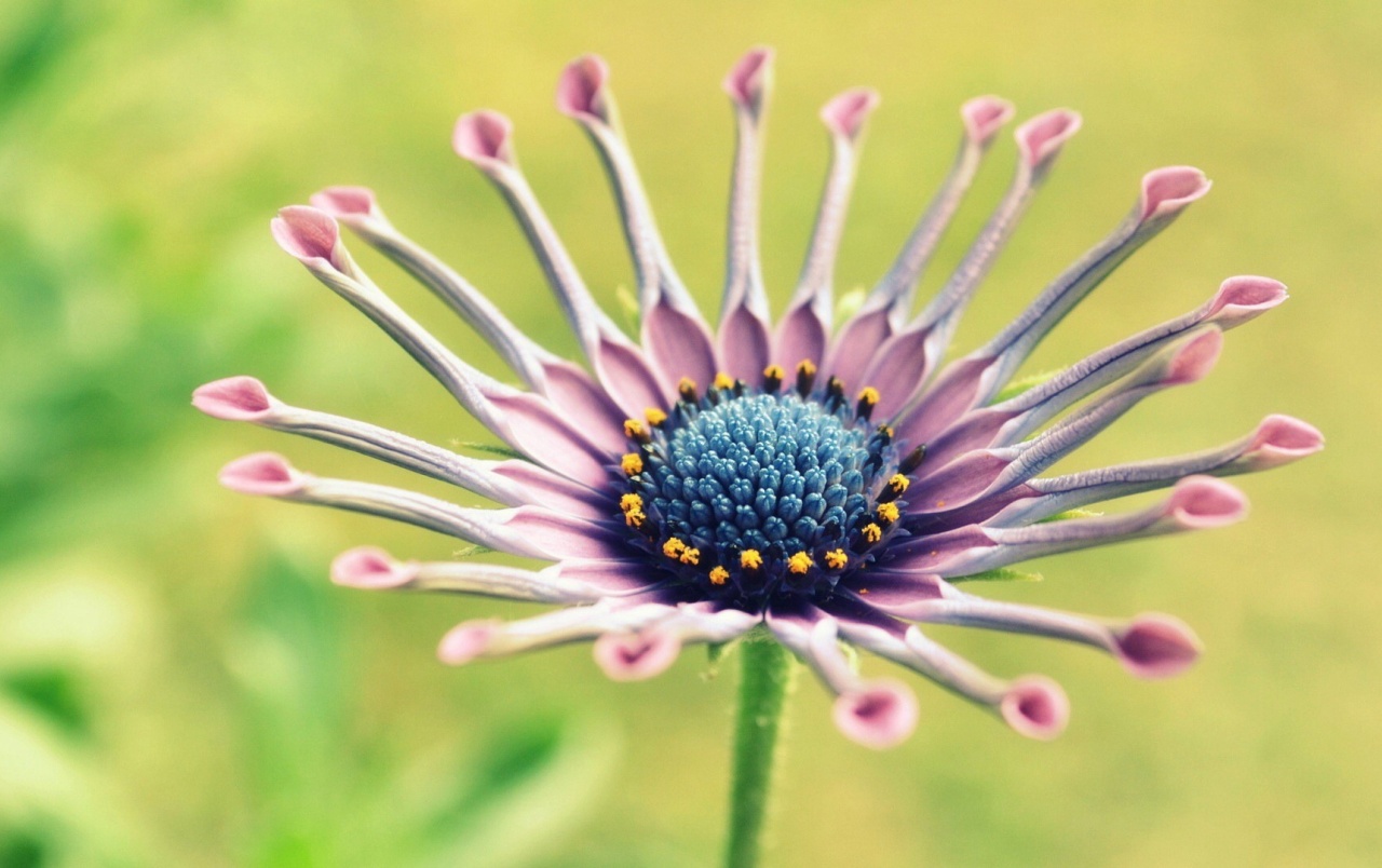 African Daisy Wallpapers