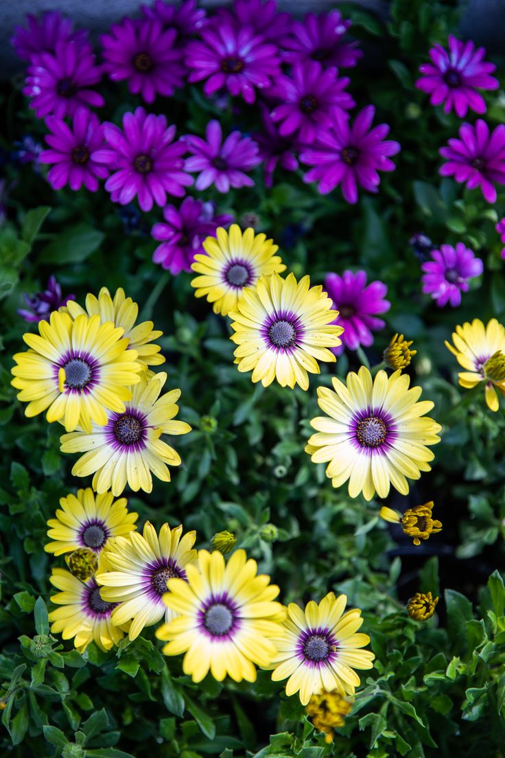 African Daisy Wallpapers