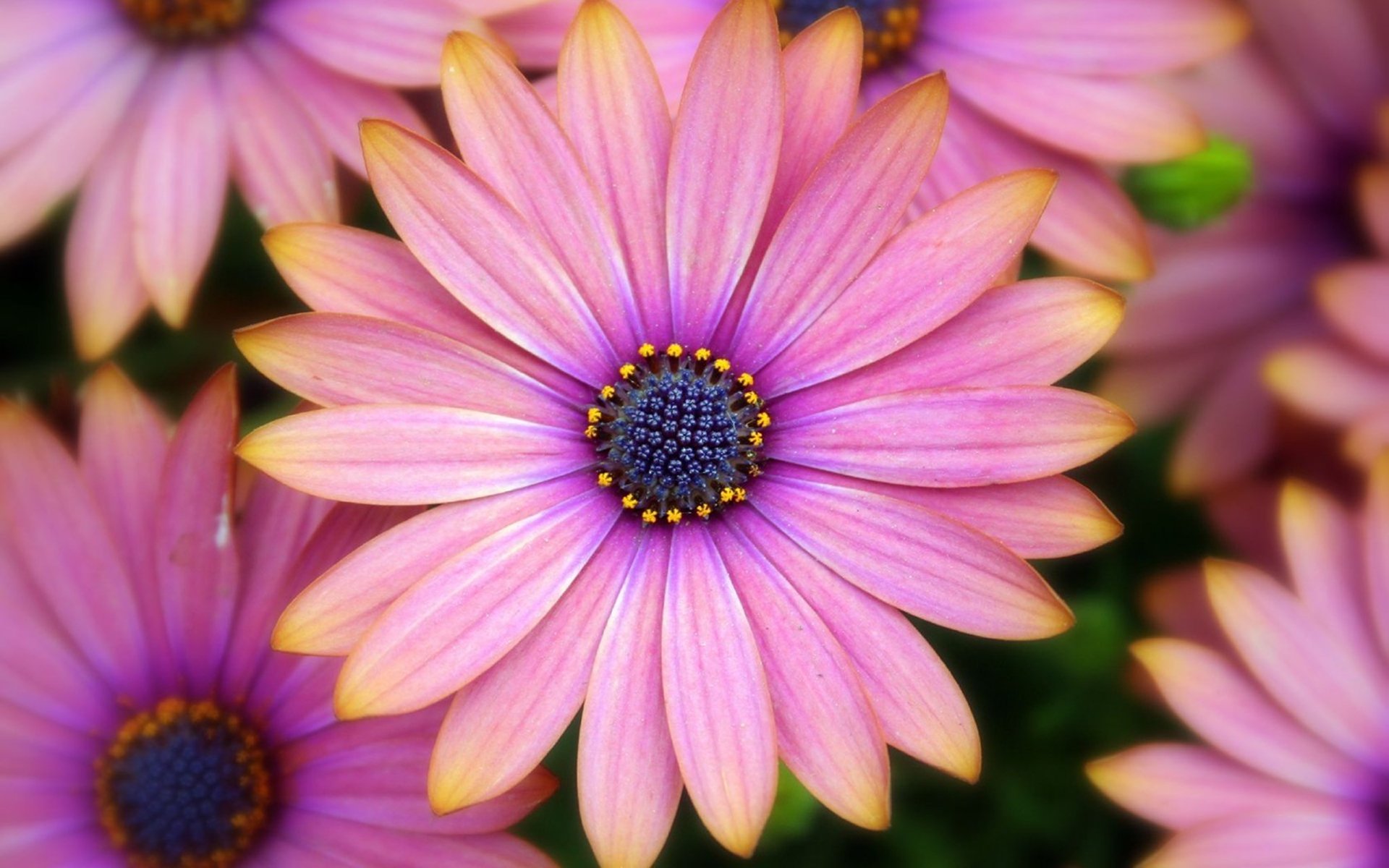 African Daisy Wallpapers