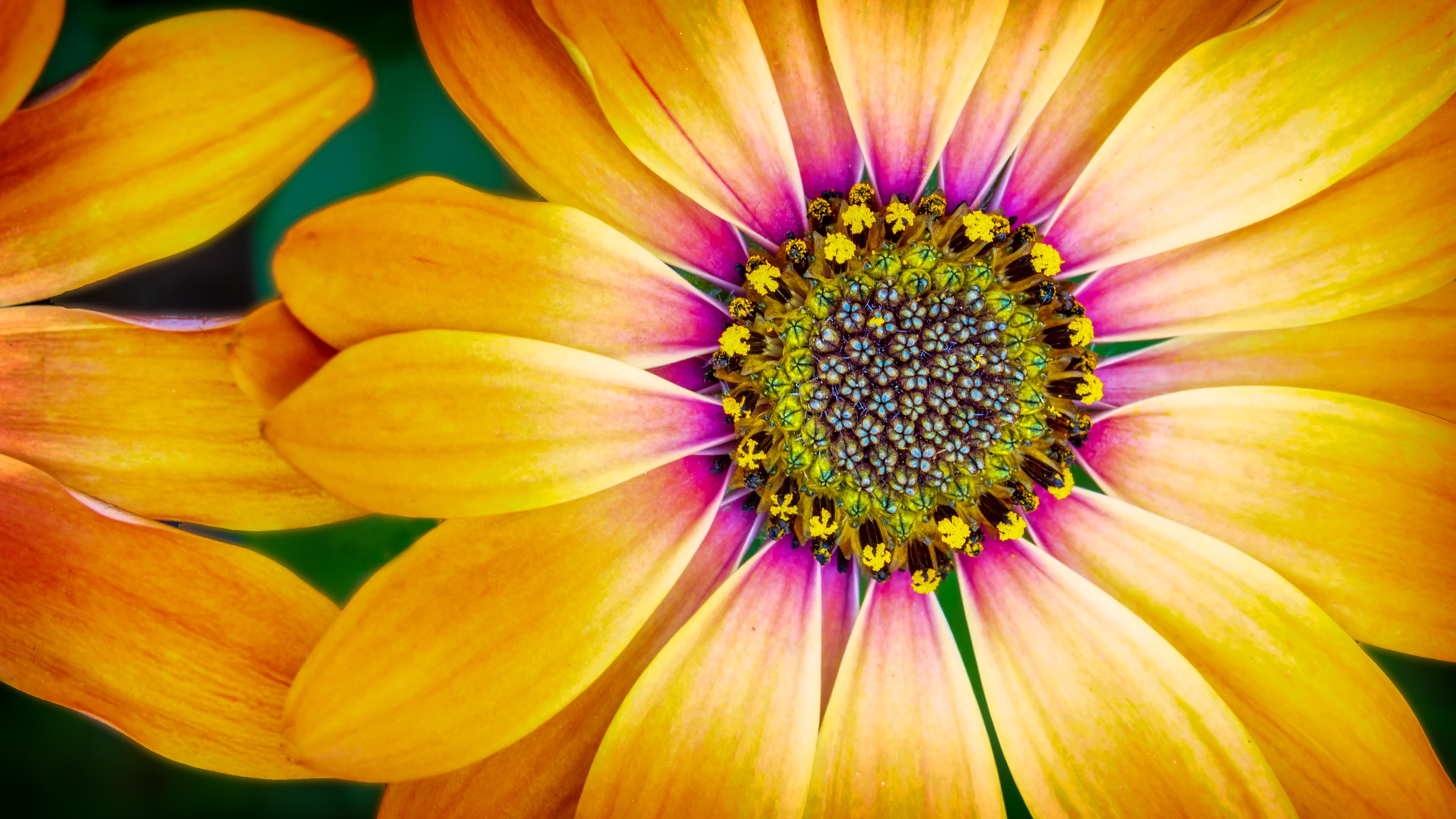 African Daisy Wallpapers