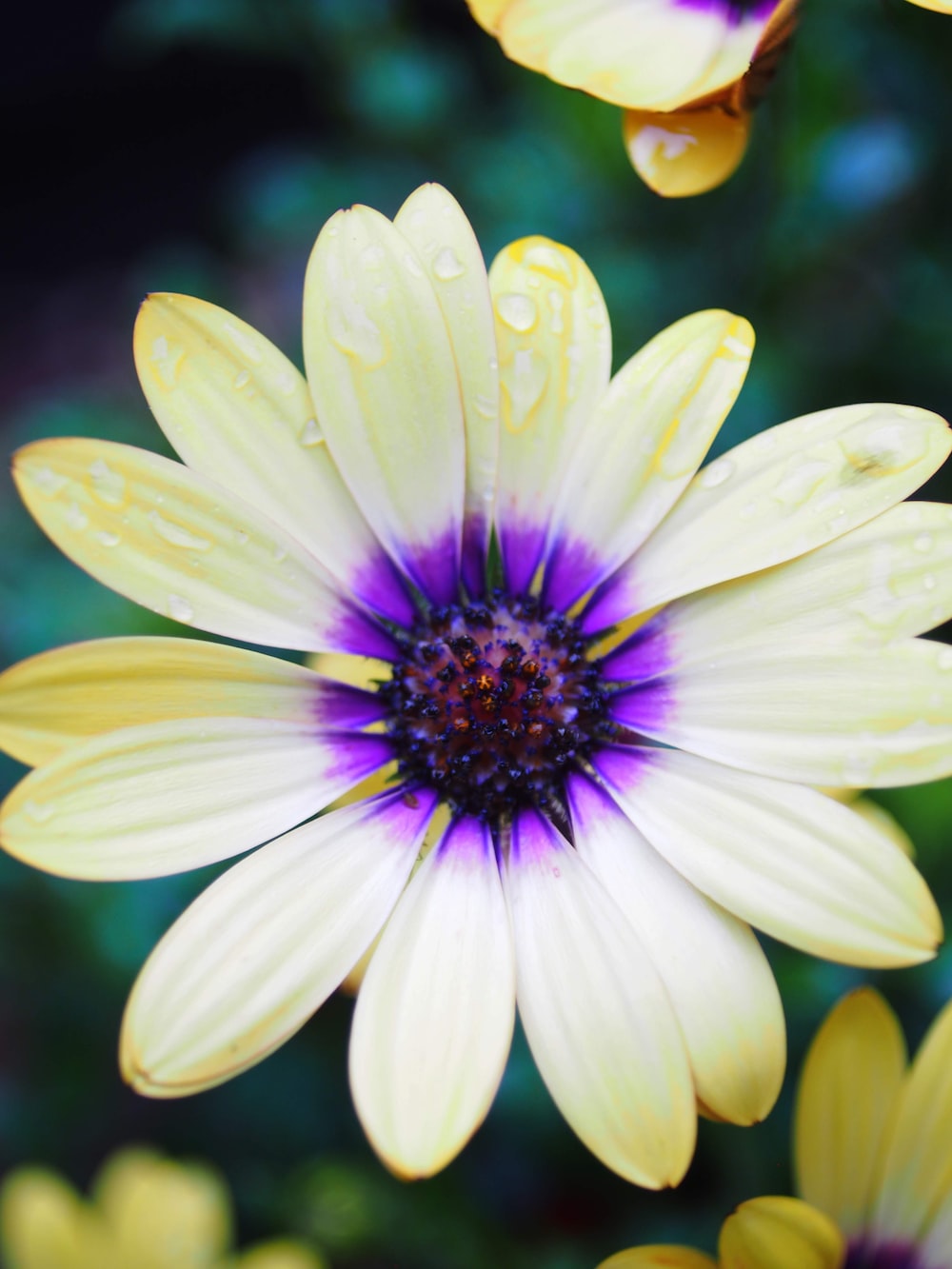 African Daisy Wallpapers