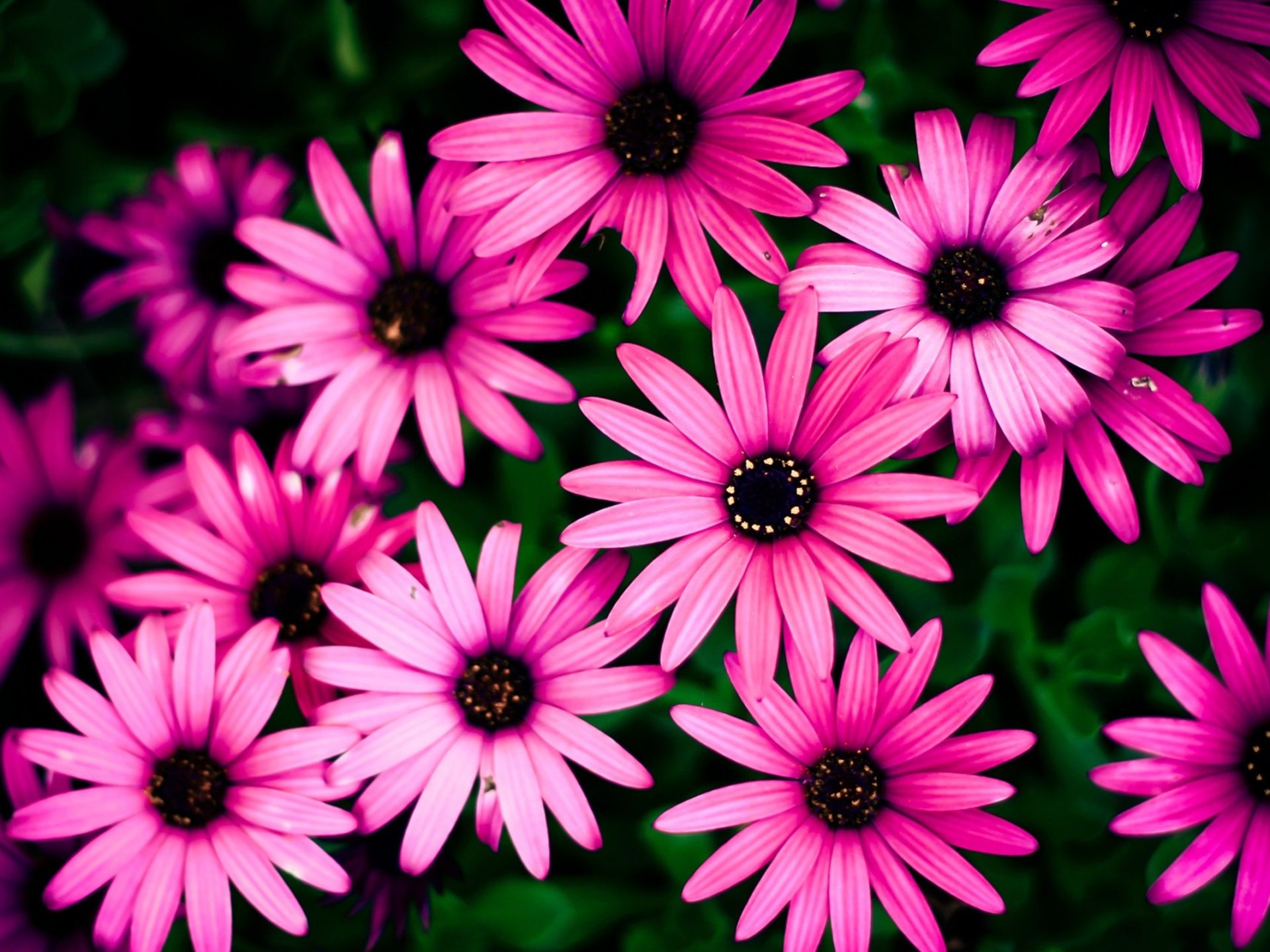 African Daisy Wallpapers