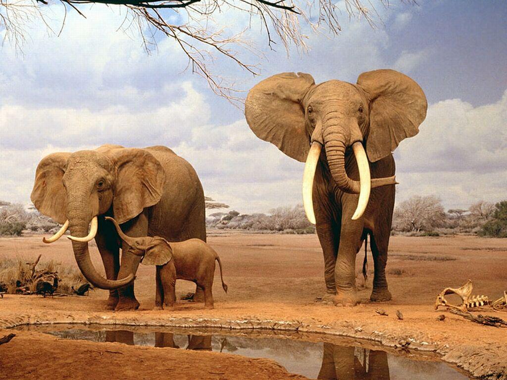 African Elephant Wallpapers