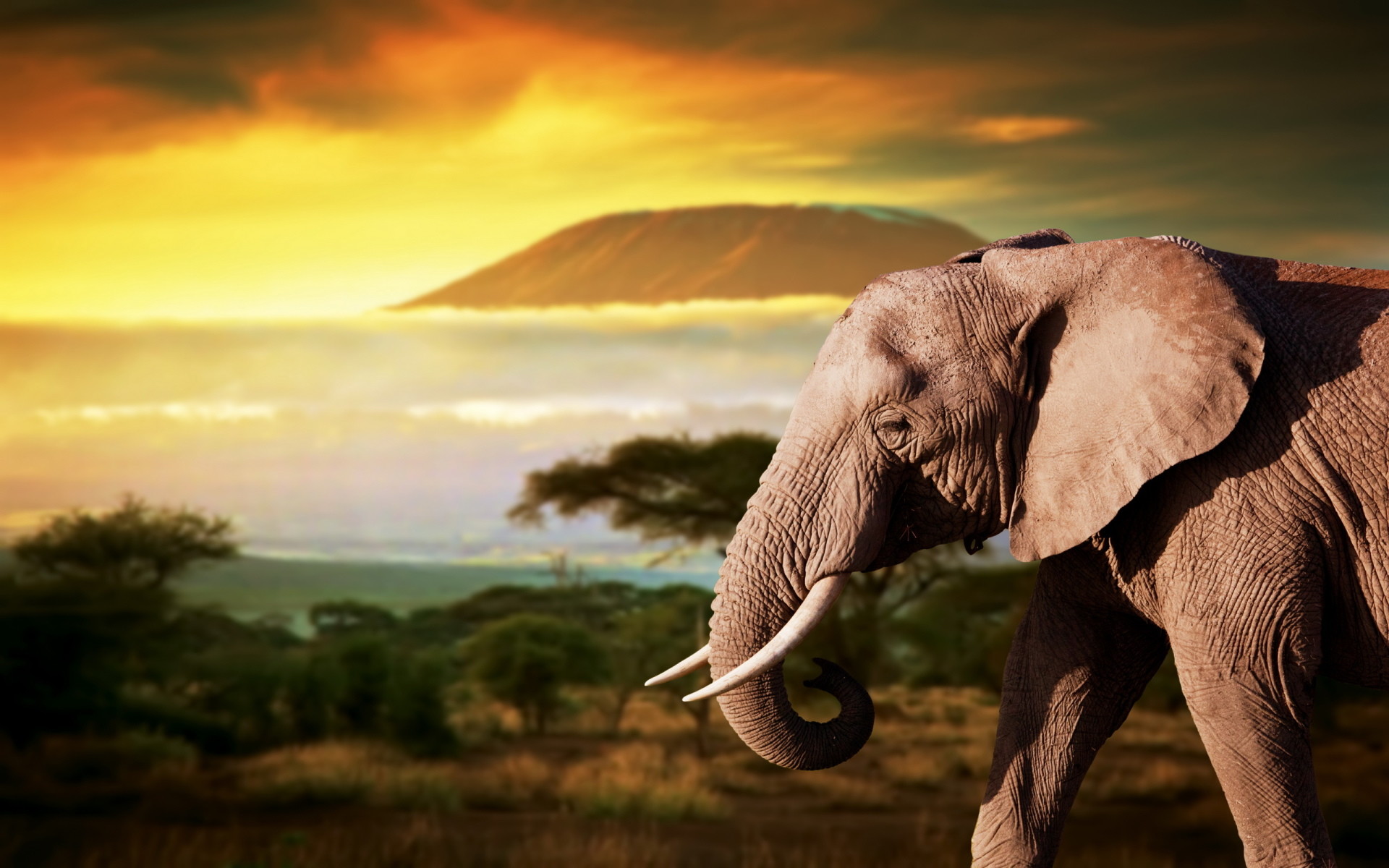 African Elephant Wallpapers