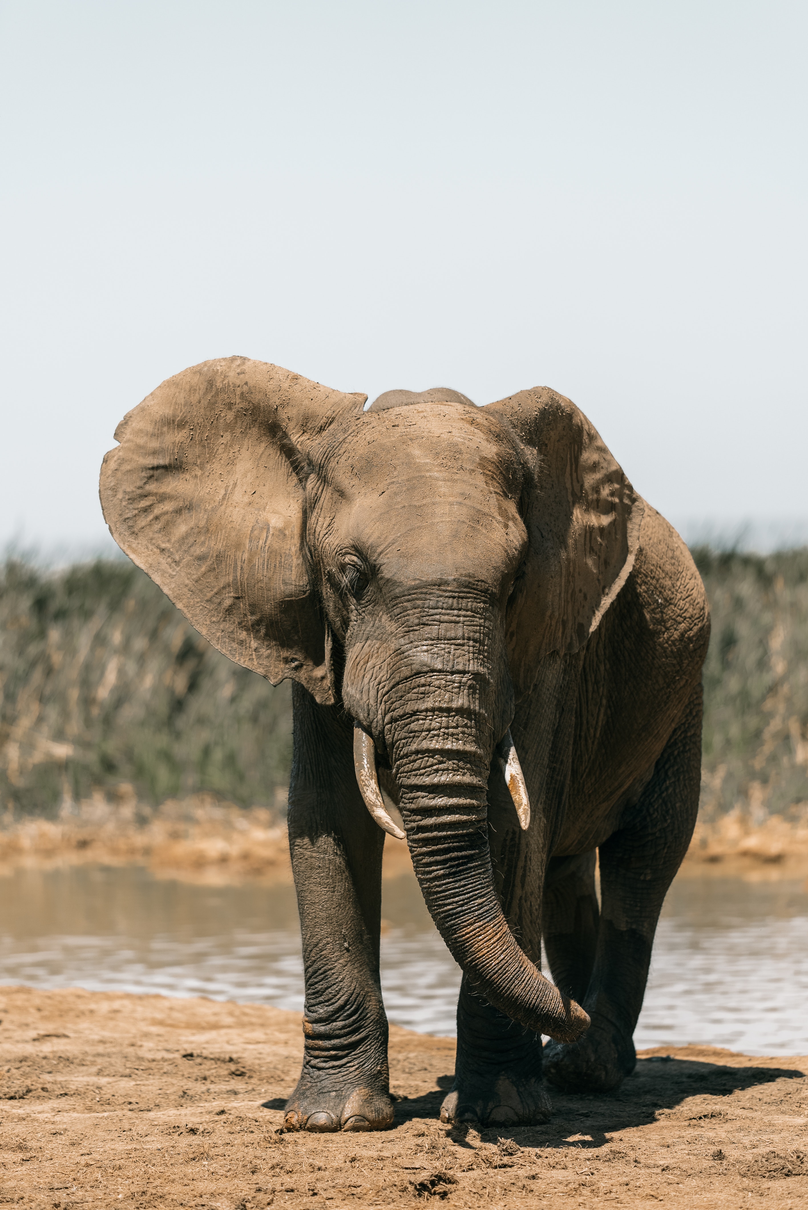 African Elephant Wallpapers