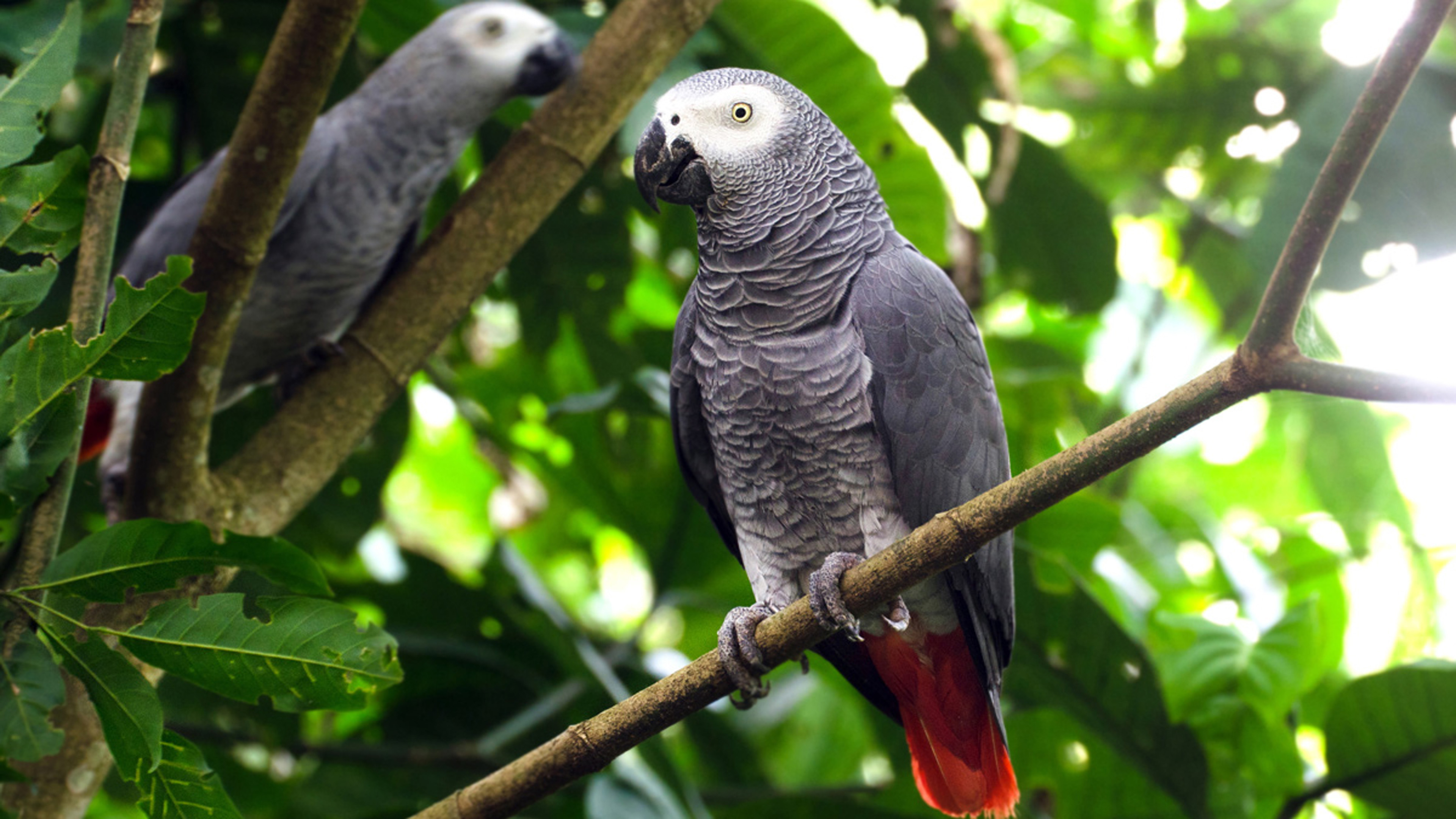 African Grey Parrot Wallpapers