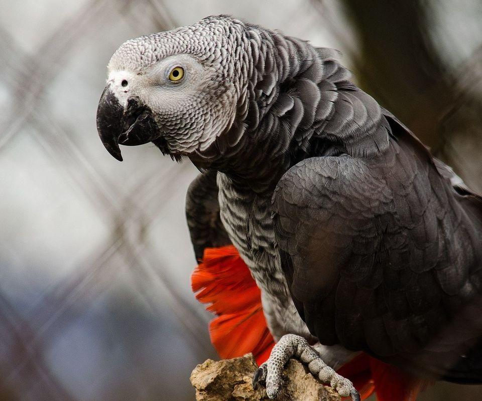 African Grey Parrot Wallpapers