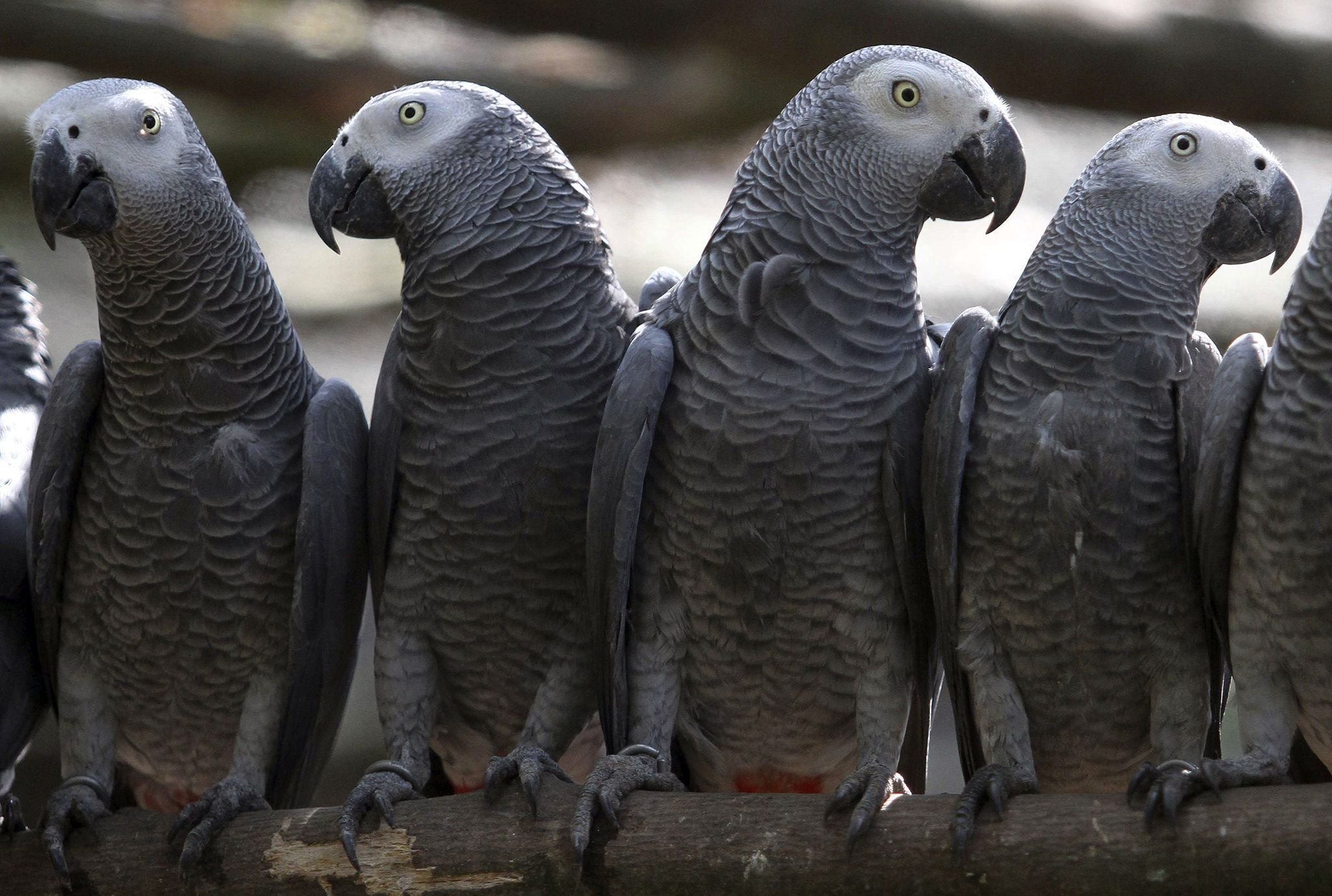 African Grey Parrot Wallpapers