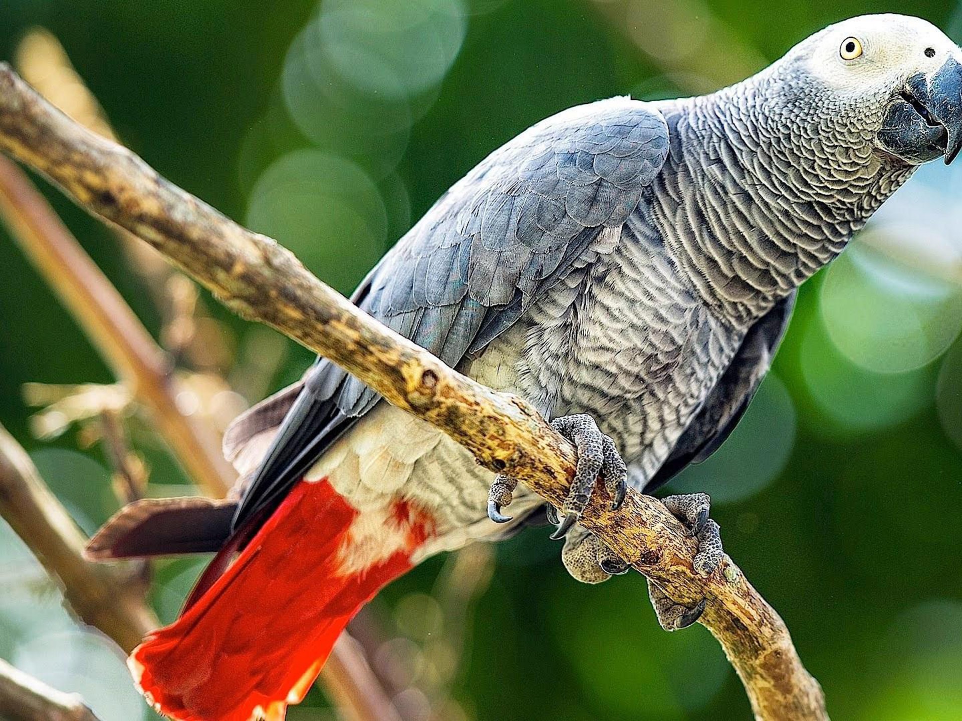 African Grey Parrot Wallpapers