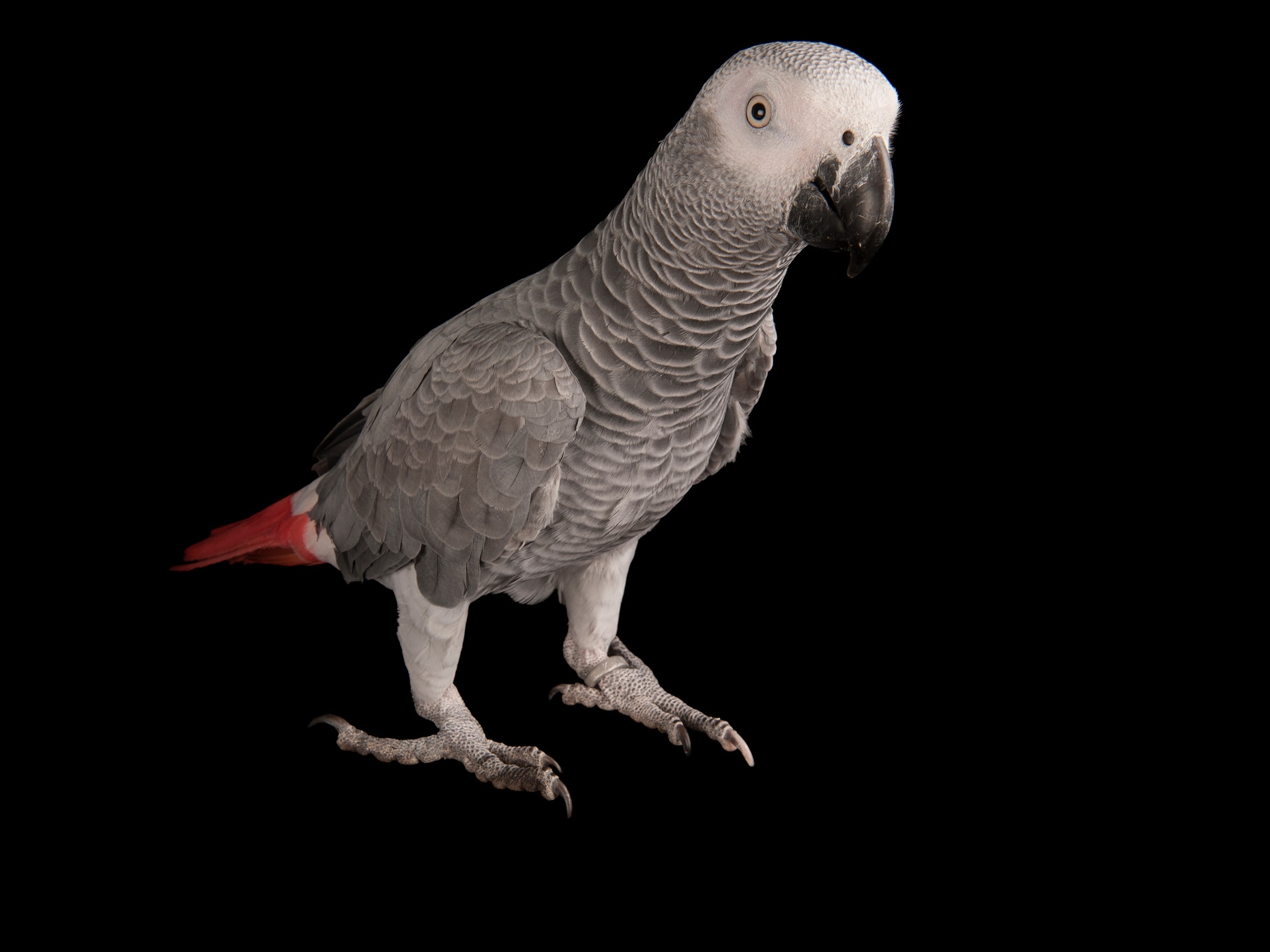 African Grey Parrot Wallpapers