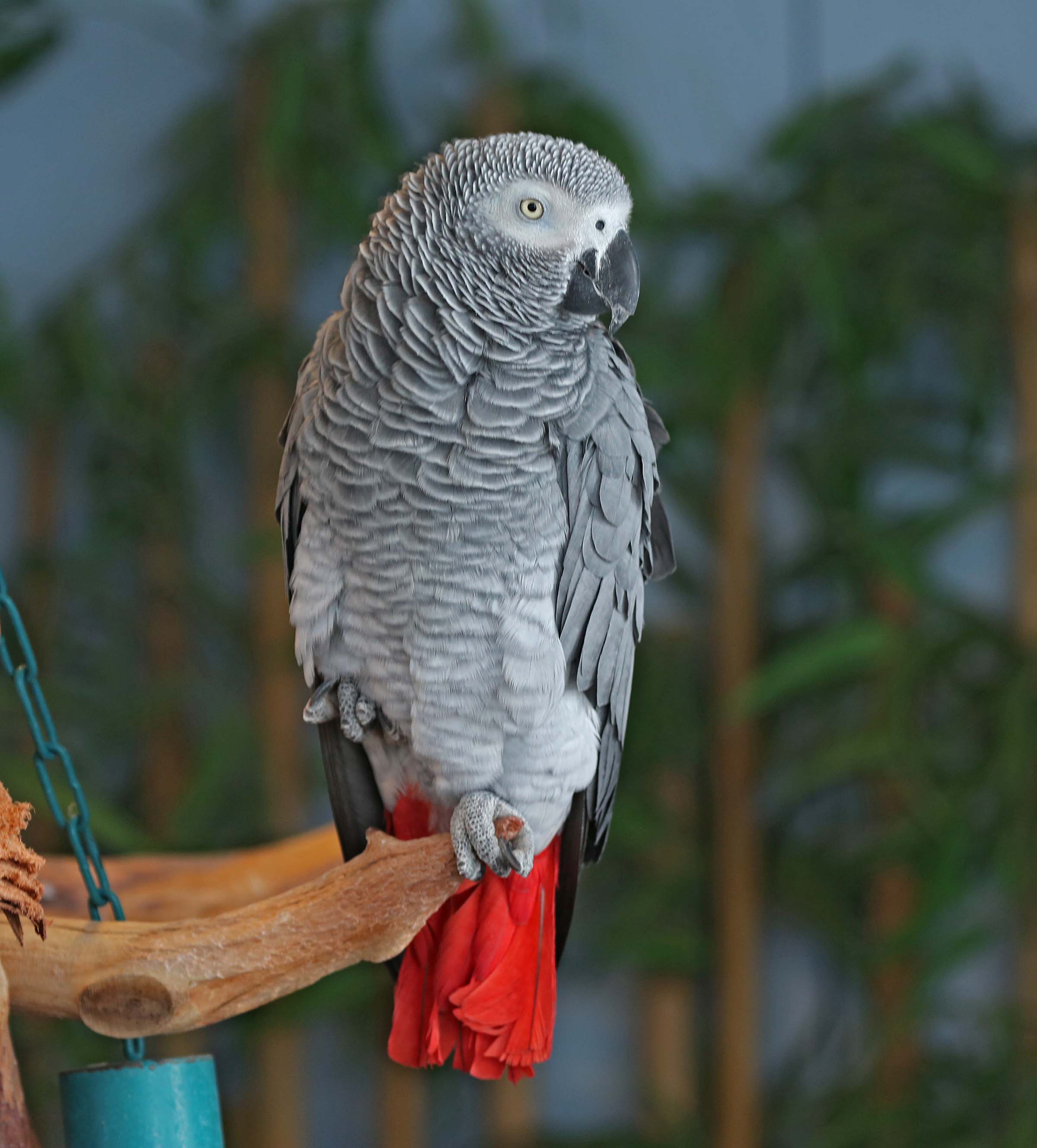 African Grey Parrot Wallpapers