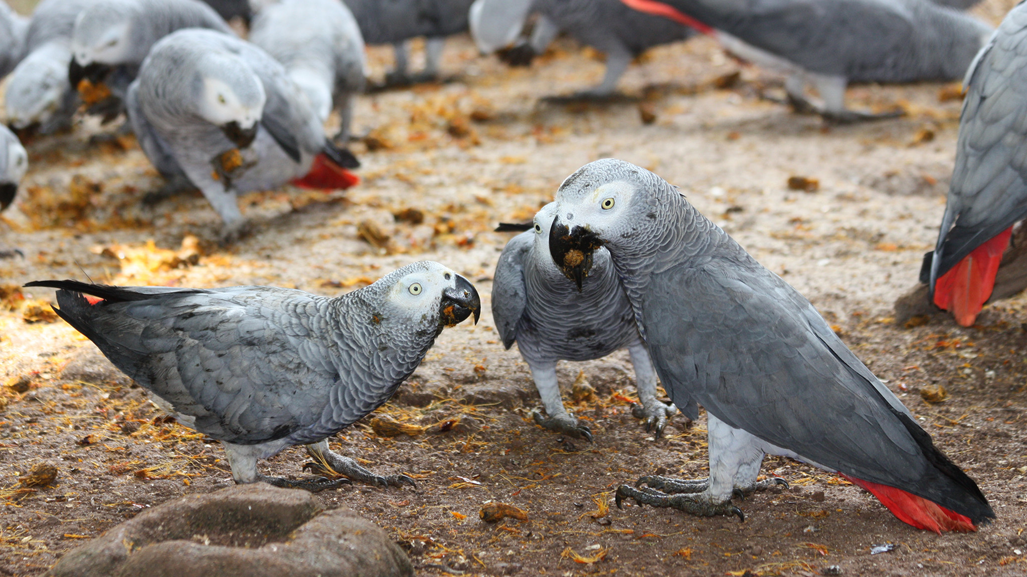 African Grey Parrot Wallpapers