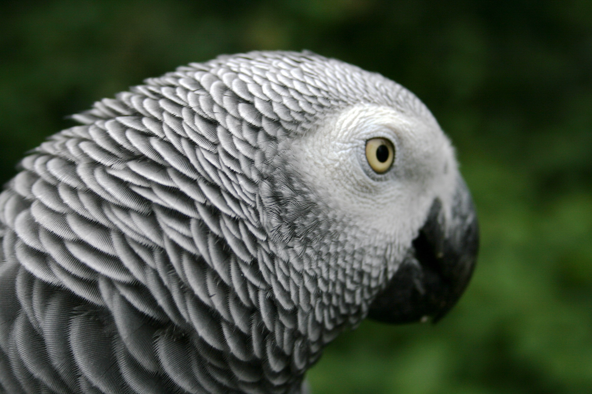 African Grey Parrot Wallpapers