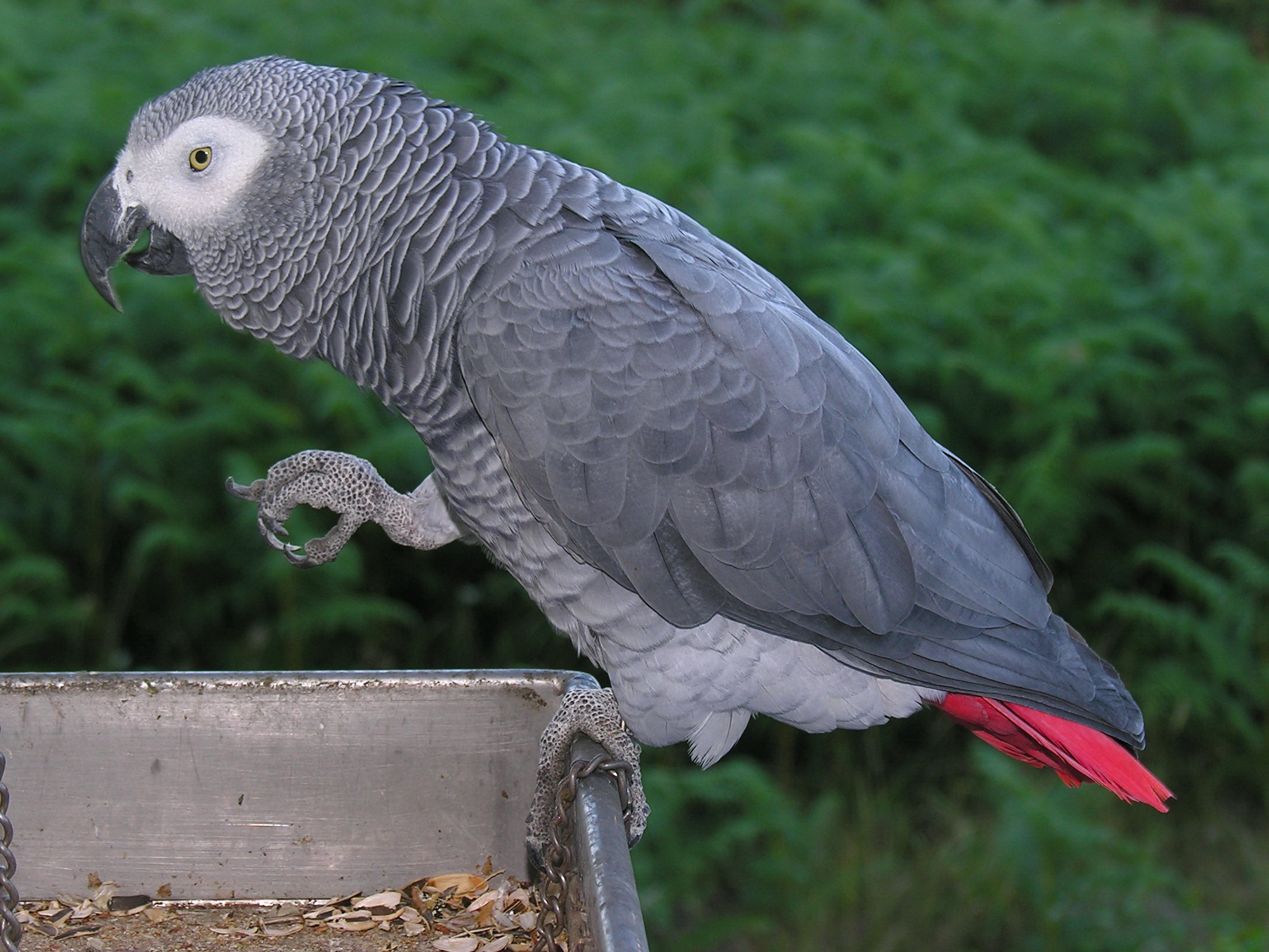 African Grey Parrot Wallpapers