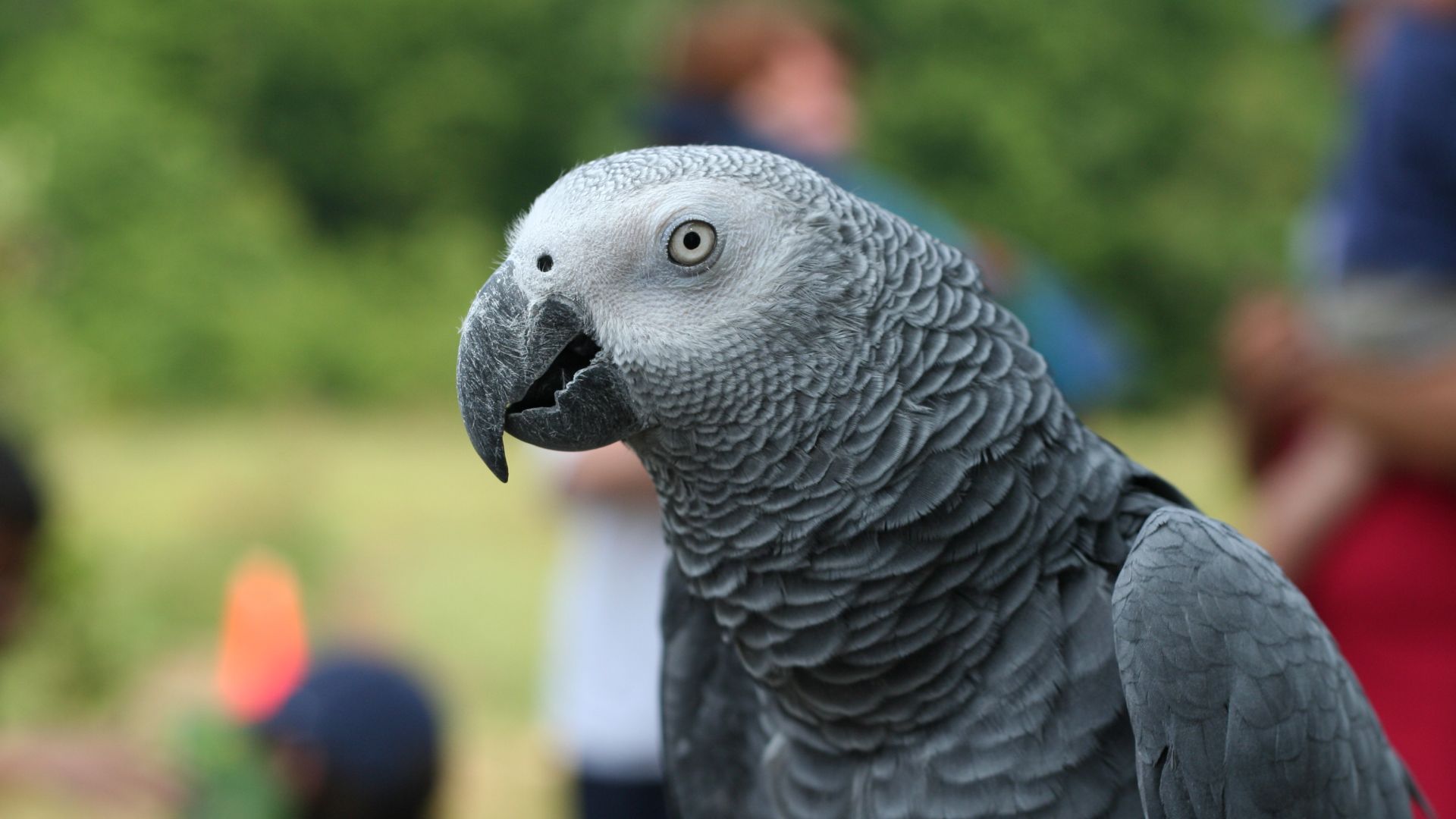 African Grey Parrot Wallpapers