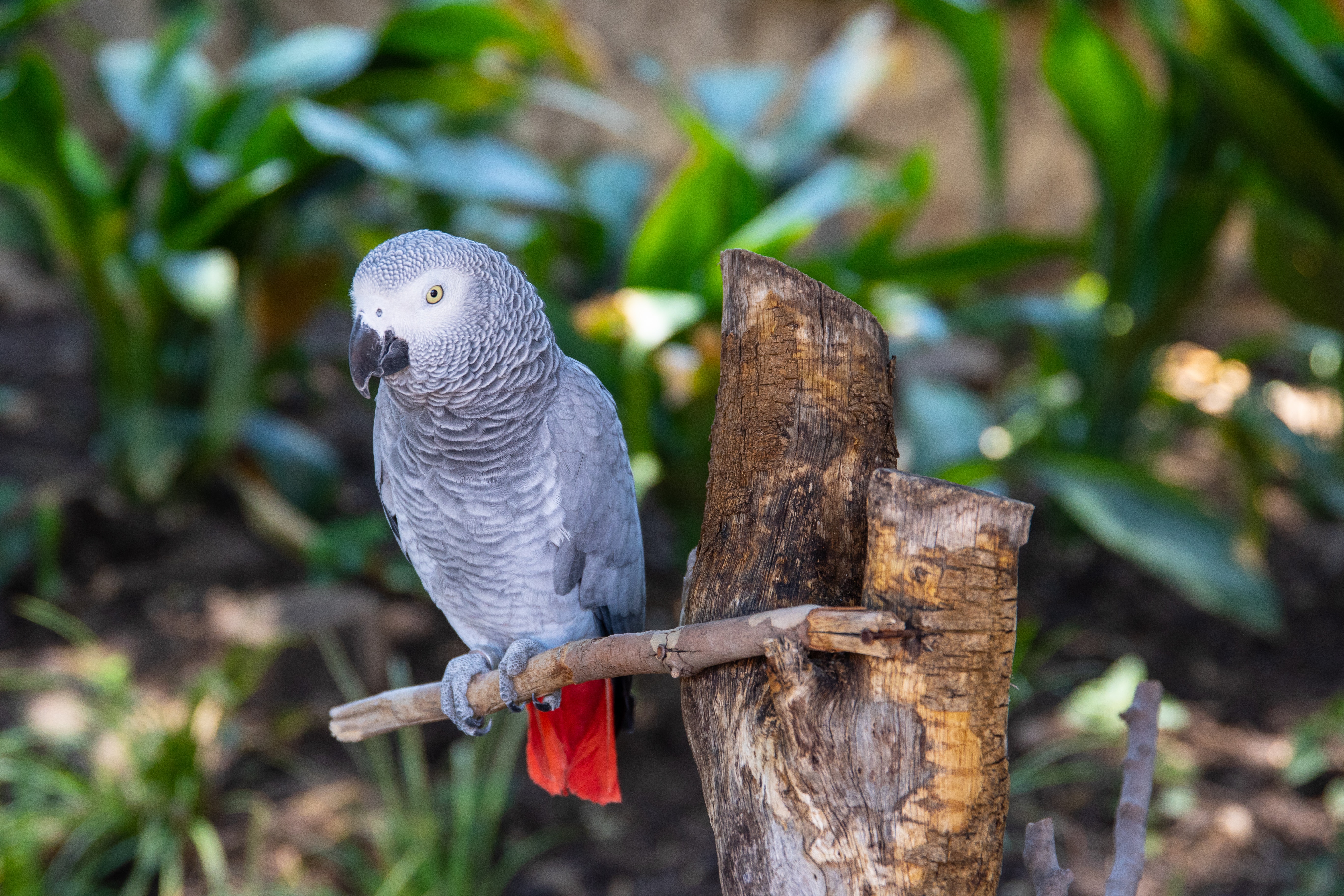 African Grey Parrot Wallpapers