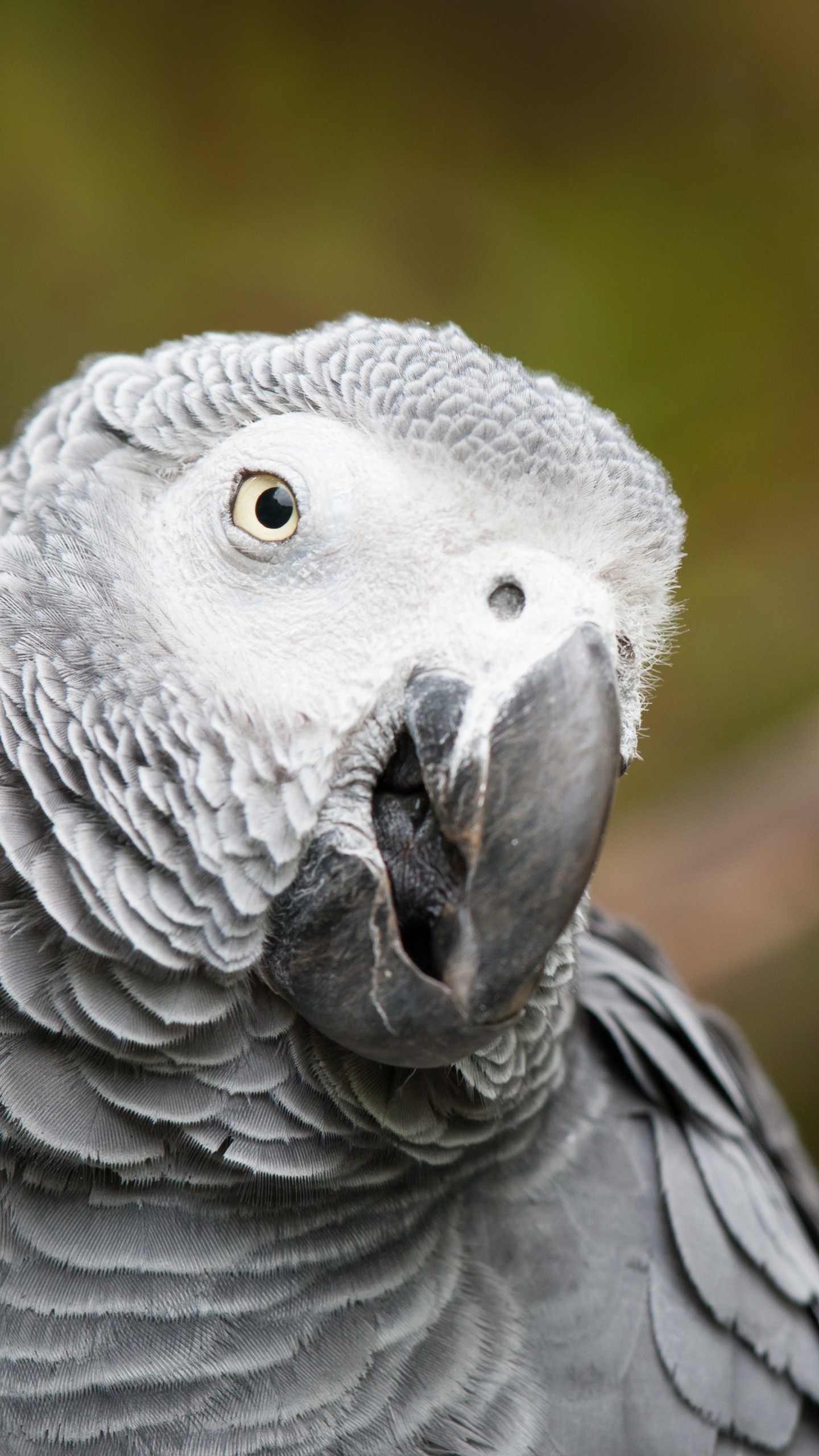 African Grey Parrot Wallpapers