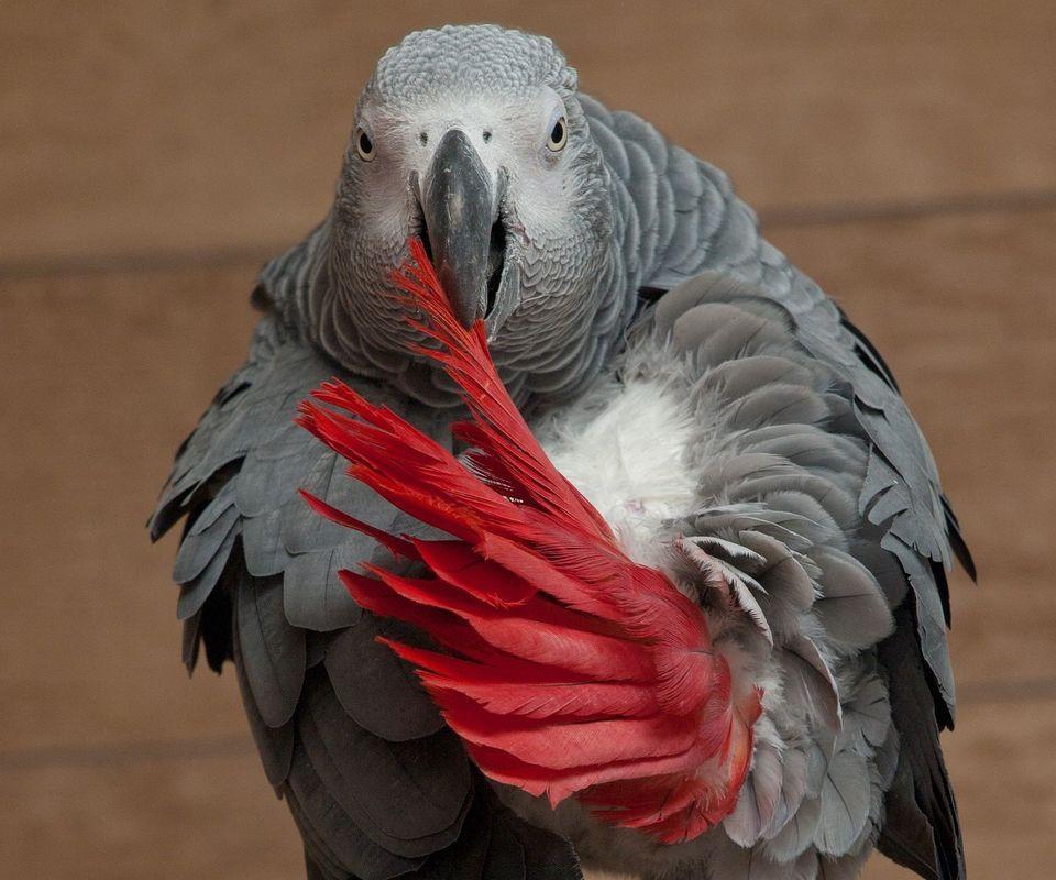 African Grey Parrot Wallpapers