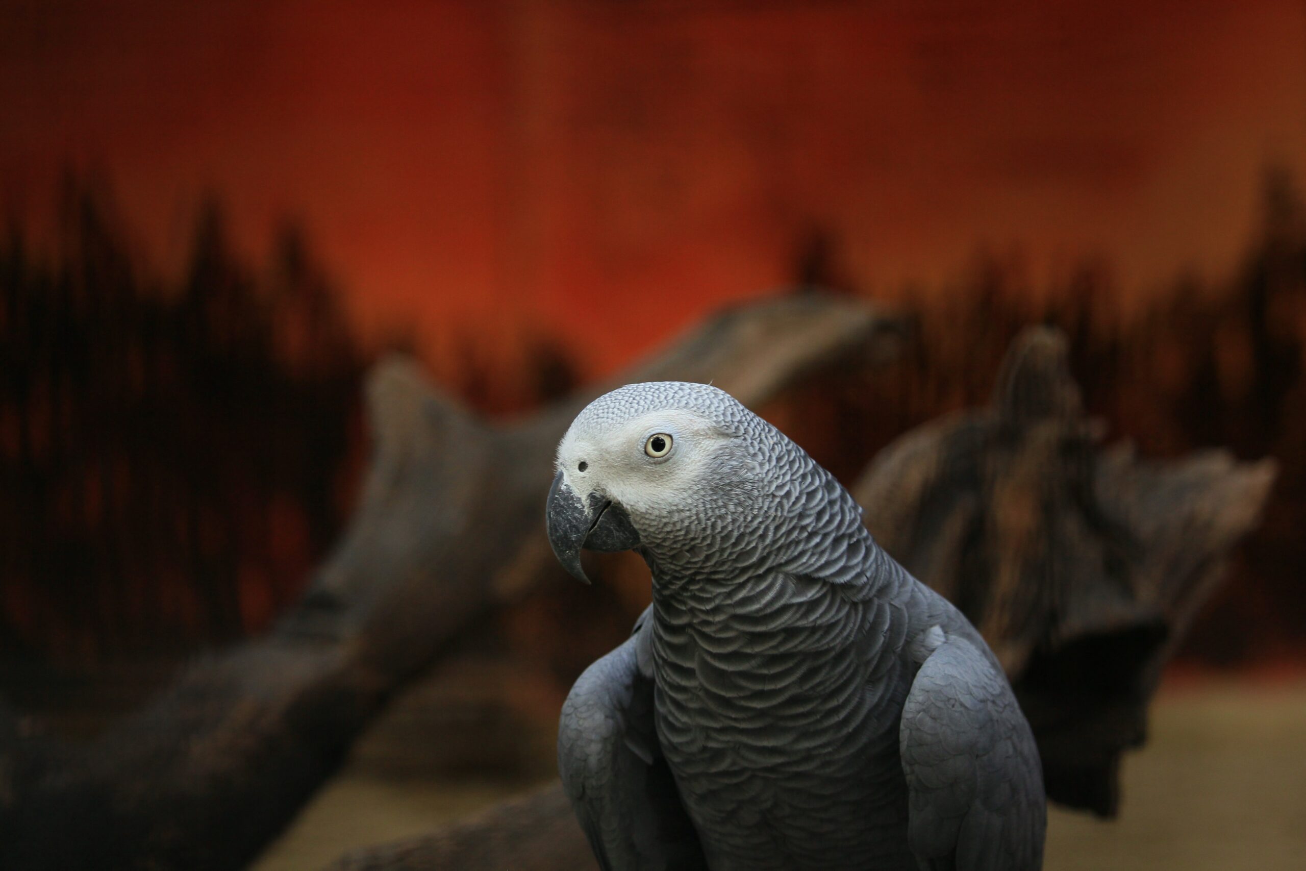 African Grey Parrot Wallpapers