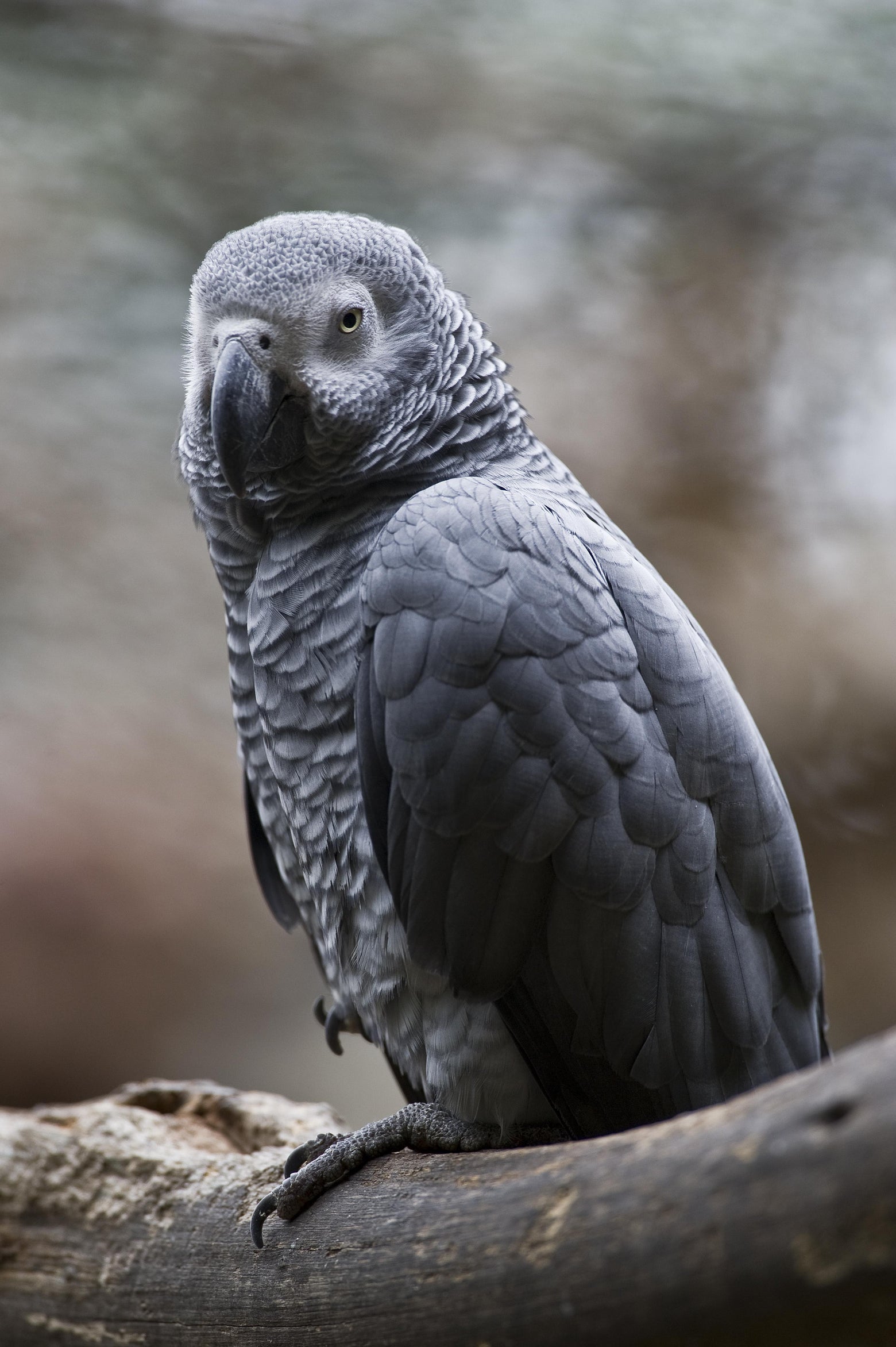 African Grey Parrot Wallpapers