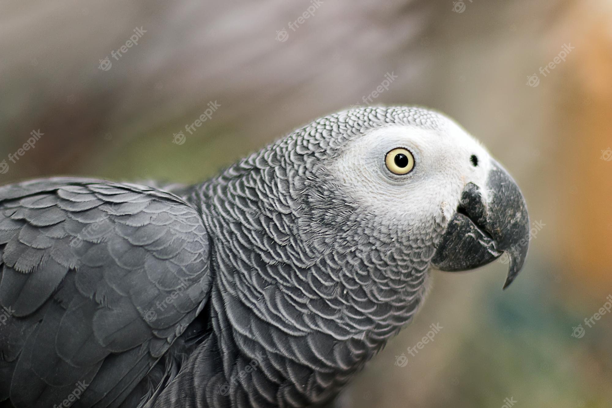 African Grey Parrot Wallpapers