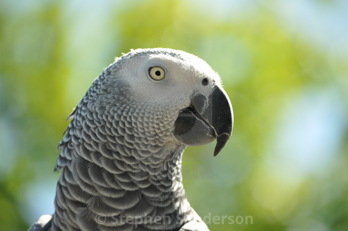 African Grey Parrot Wallpapers