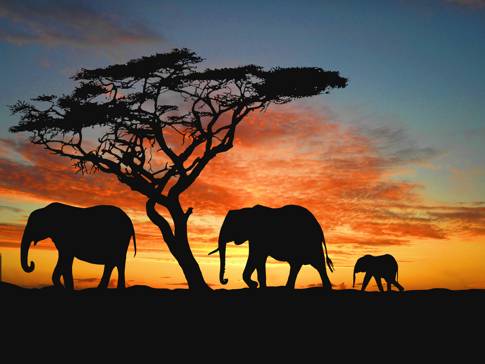 African Safari Wallpapers