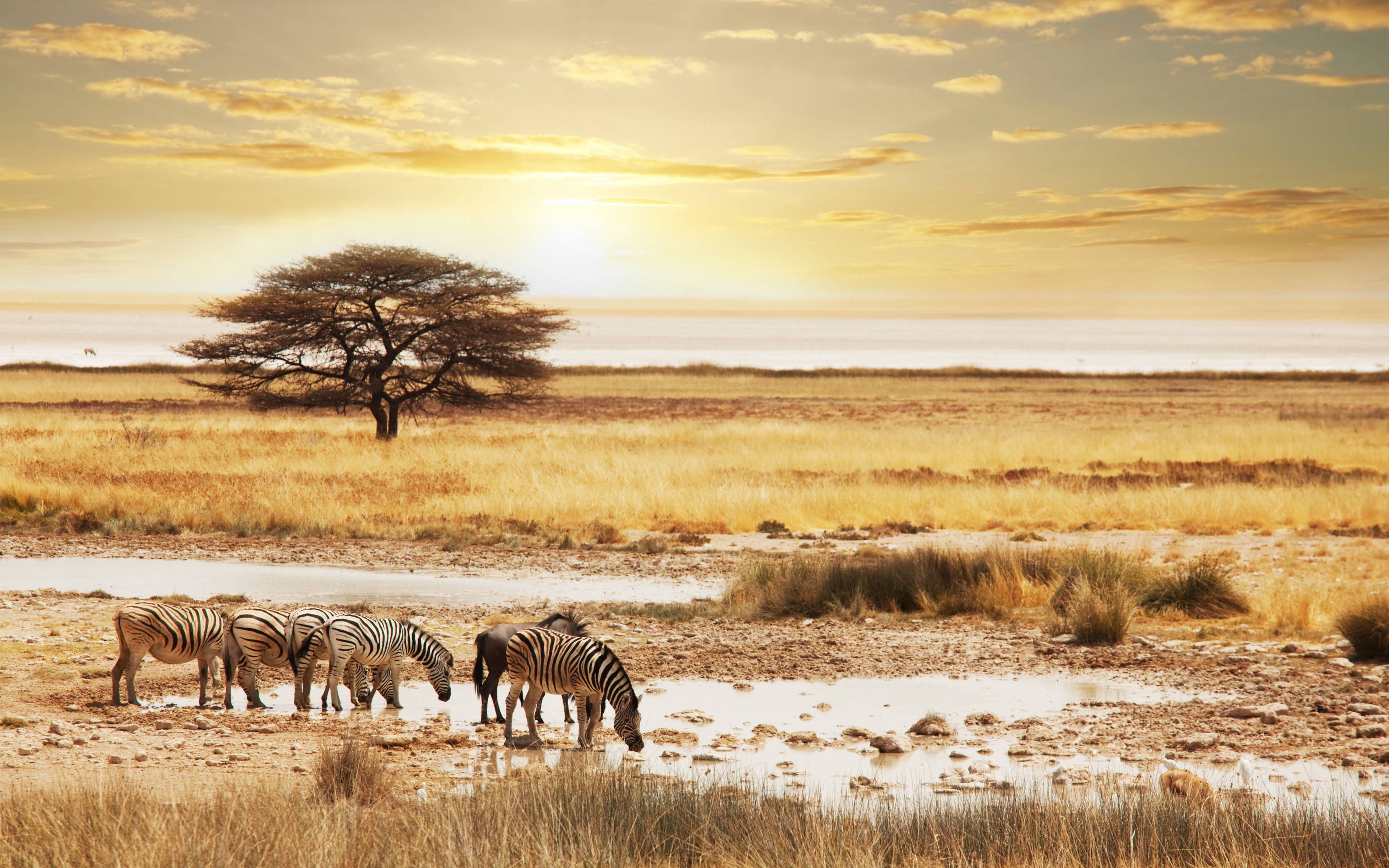 African Safari Wallpapers