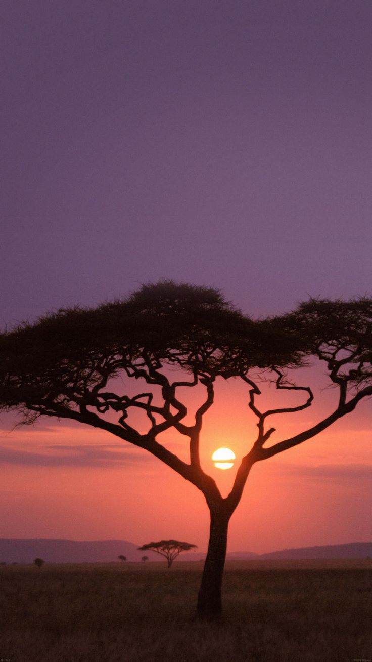 African Safari Wallpapers