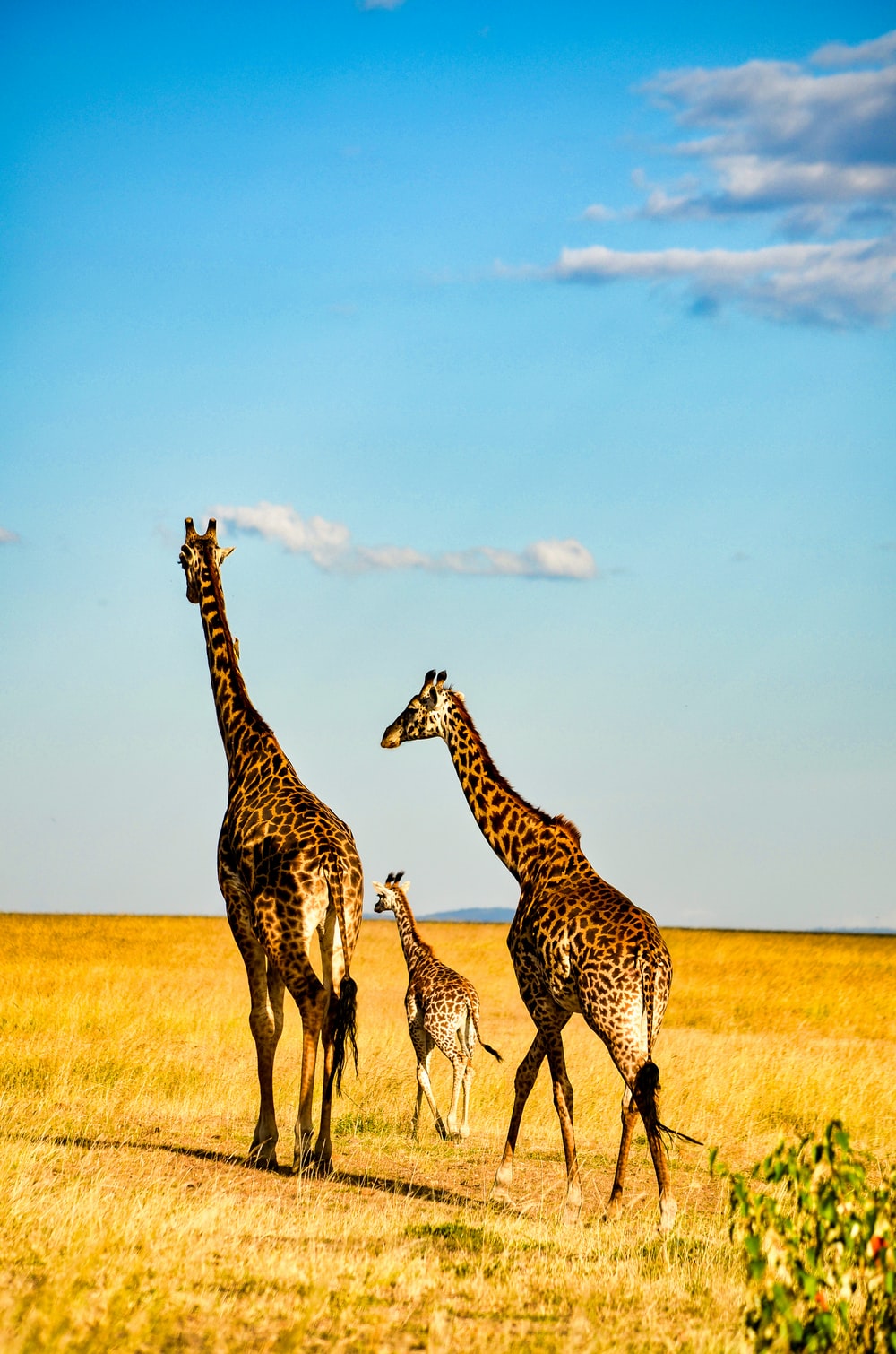 African Safari Wallpapers