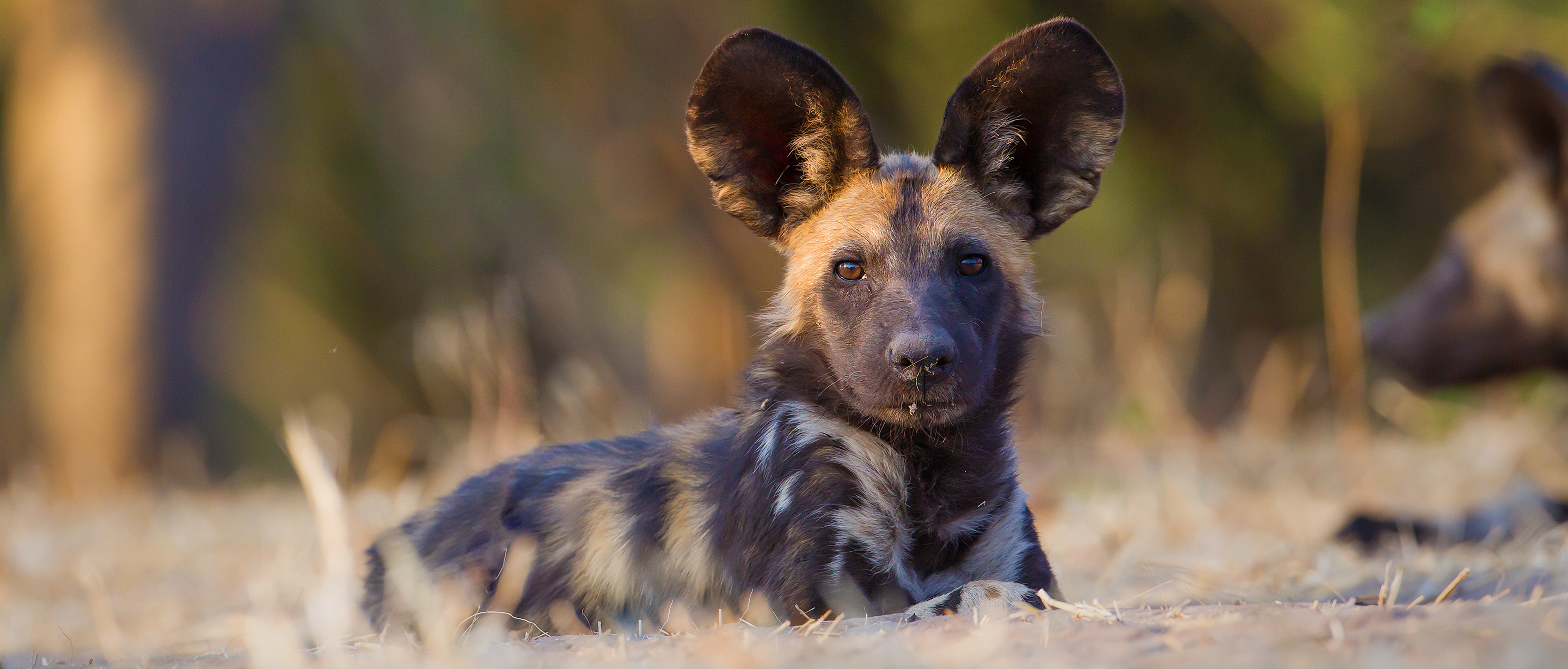 African Wild Dog Wallpapers