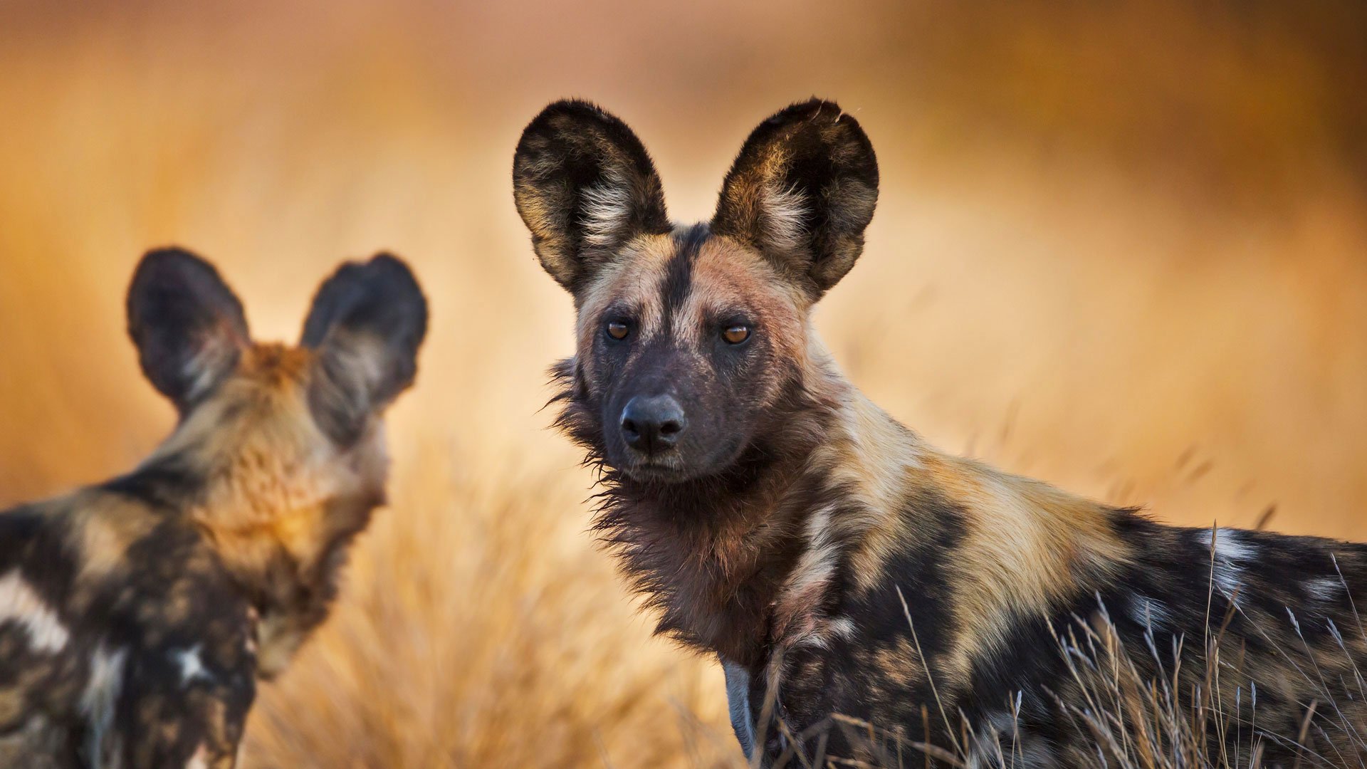 African Wild Dog Wallpapers