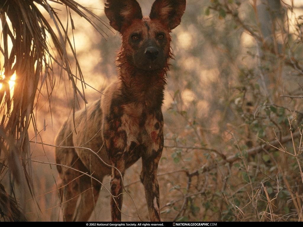 African Wild Dog Wallpapers