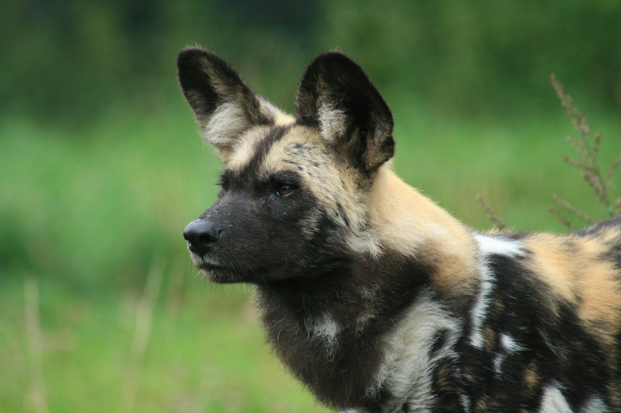 African Wild Dog Wallpapers