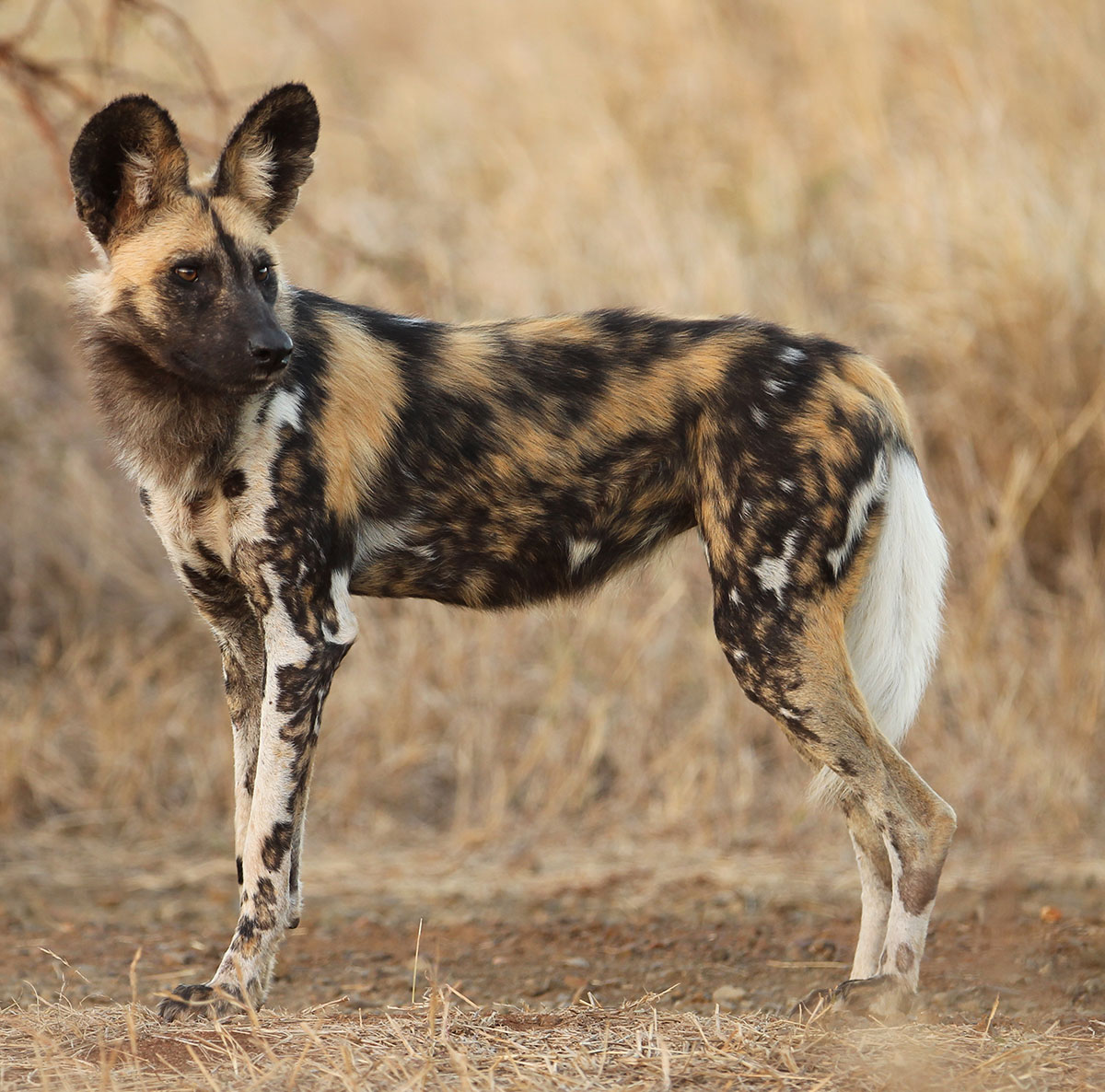 African Wild Dog Wallpapers