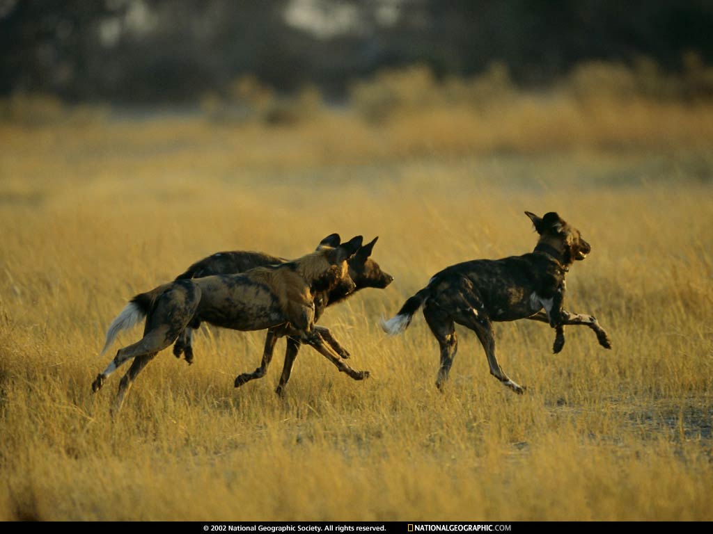 African Wild Dog Wallpapers