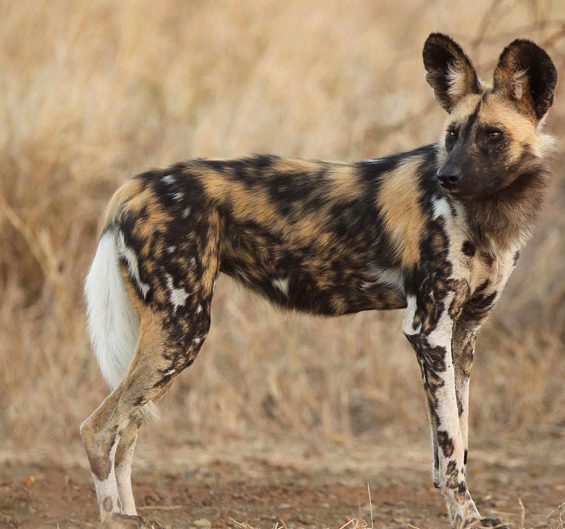 African Wild Dog Wallpapers