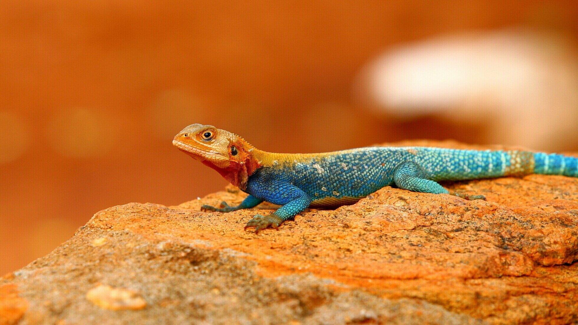 Agamas Wallpapers