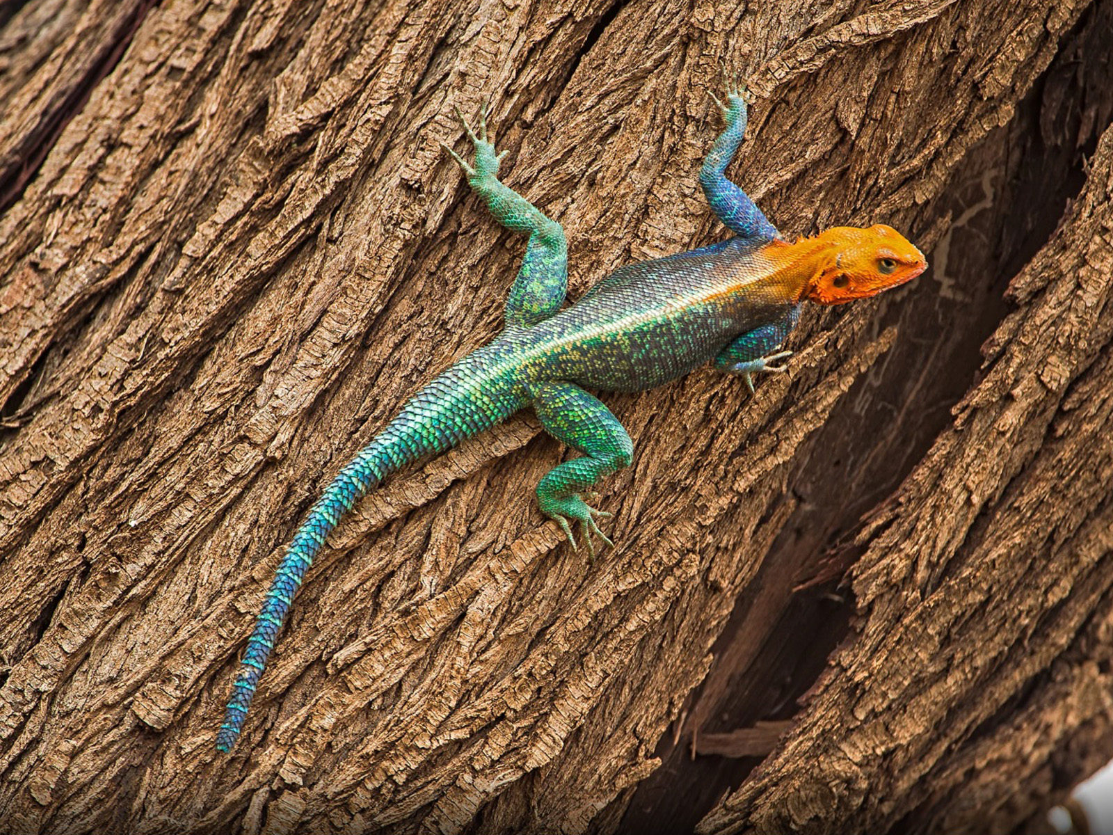 Agamas Wallpapers