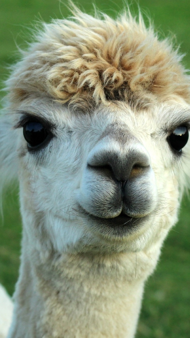 Alpaca Wallpapers