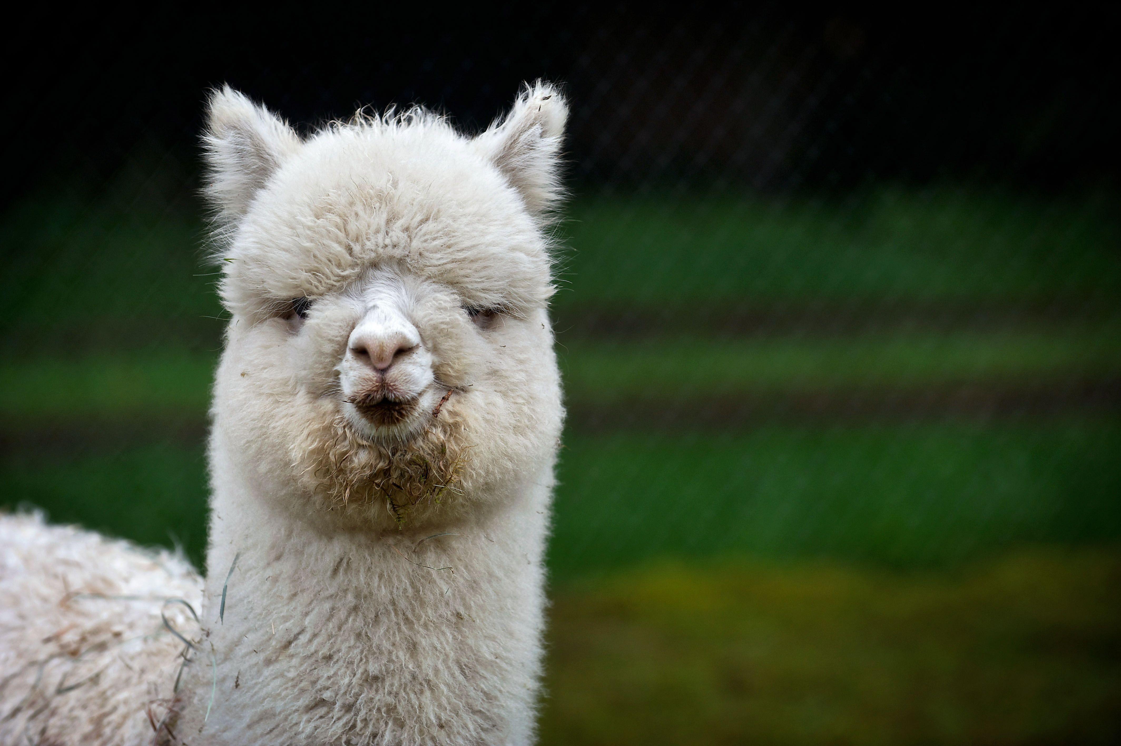 Alpaca Wallpapers