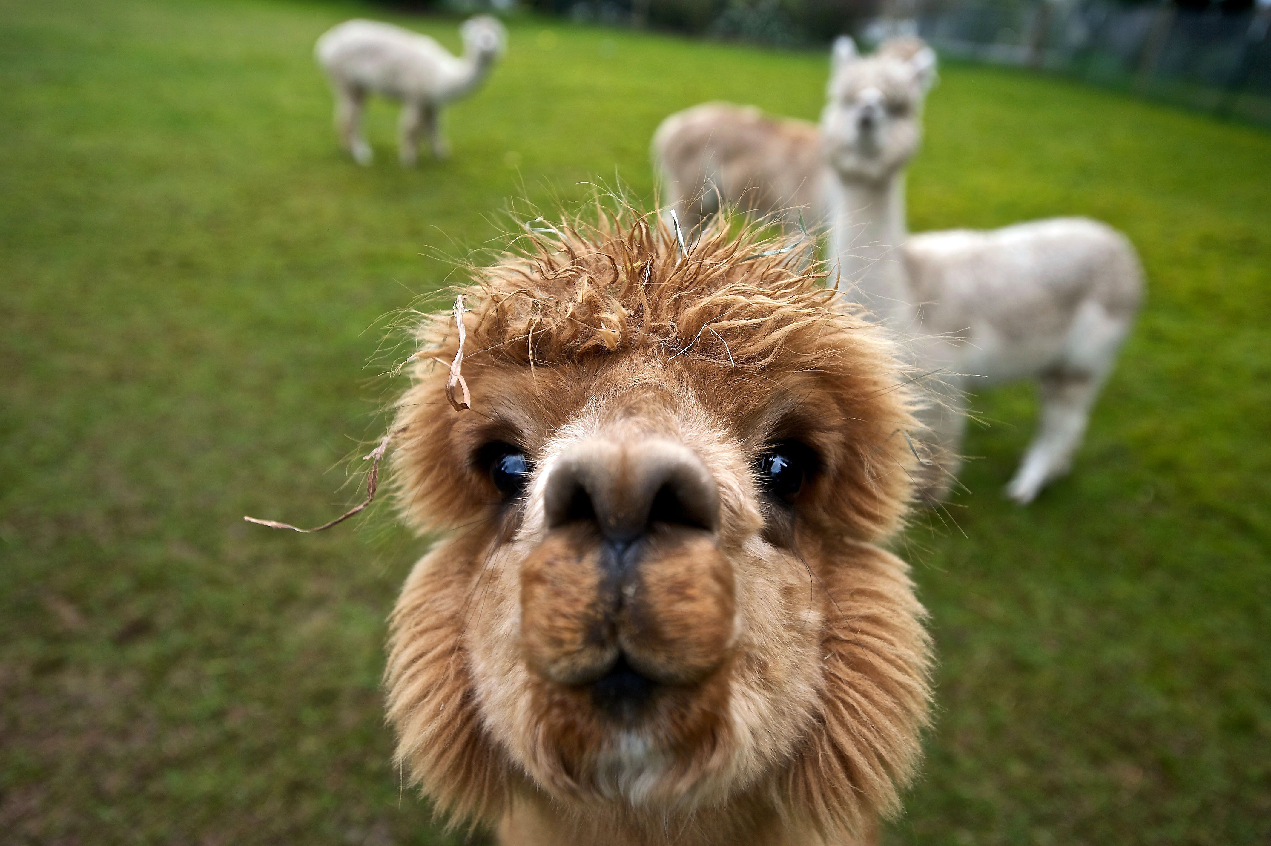 Alpaca Wallpapers