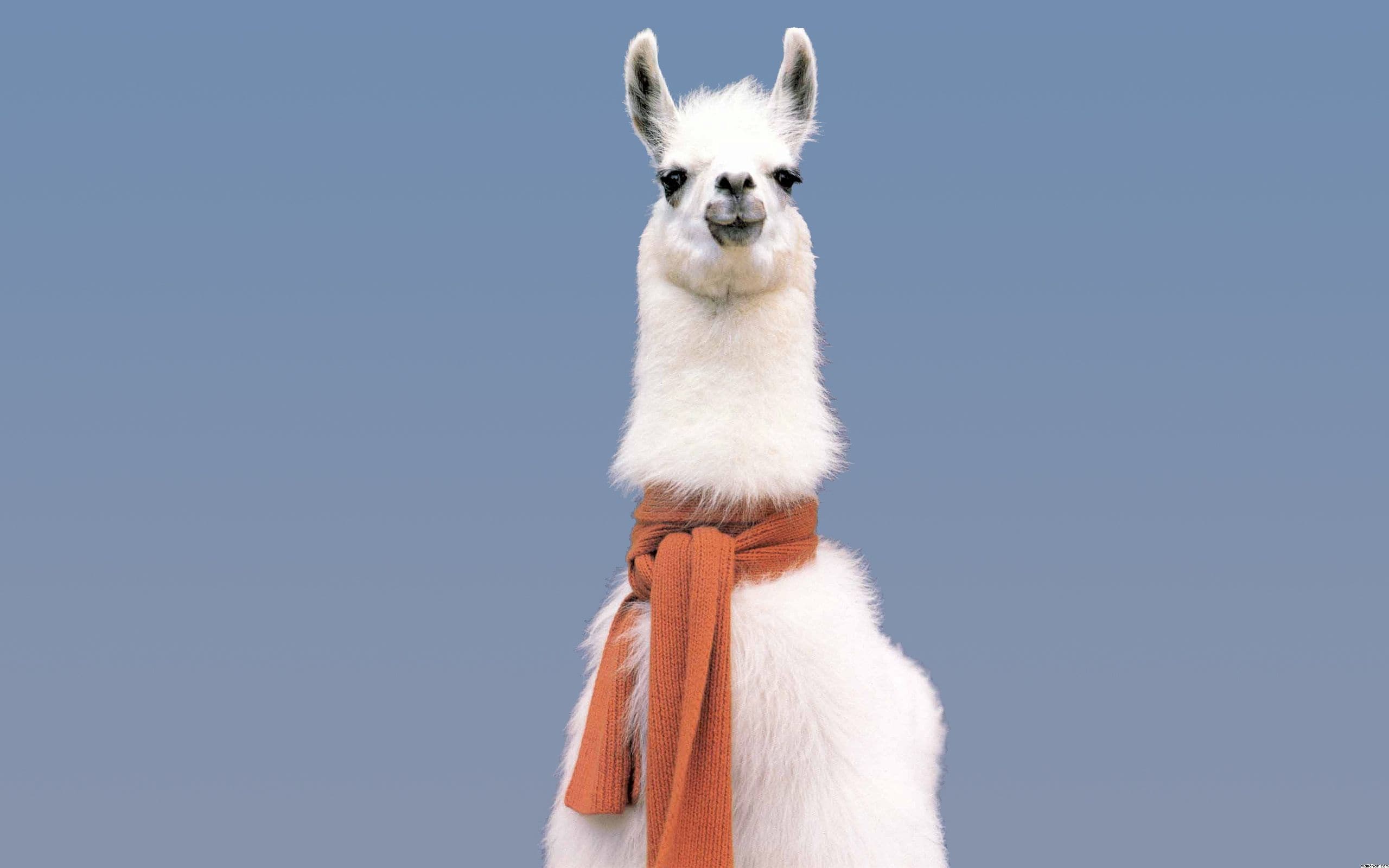 Alpaca Wallpapers