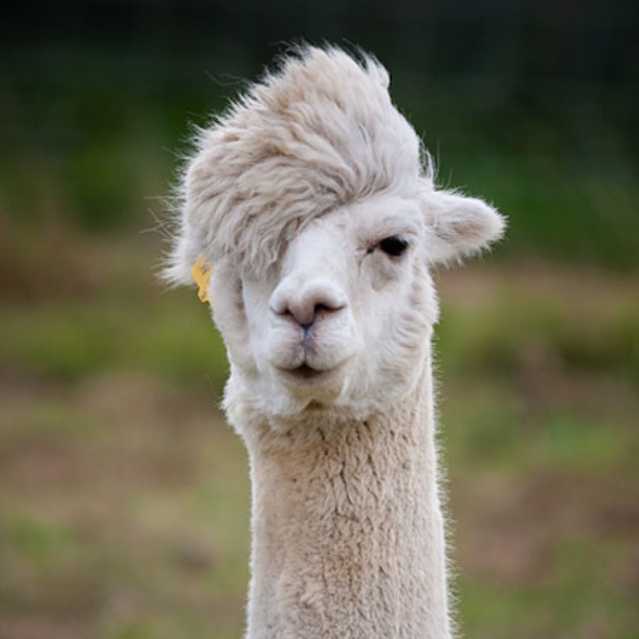 Alpaca Wallpapers