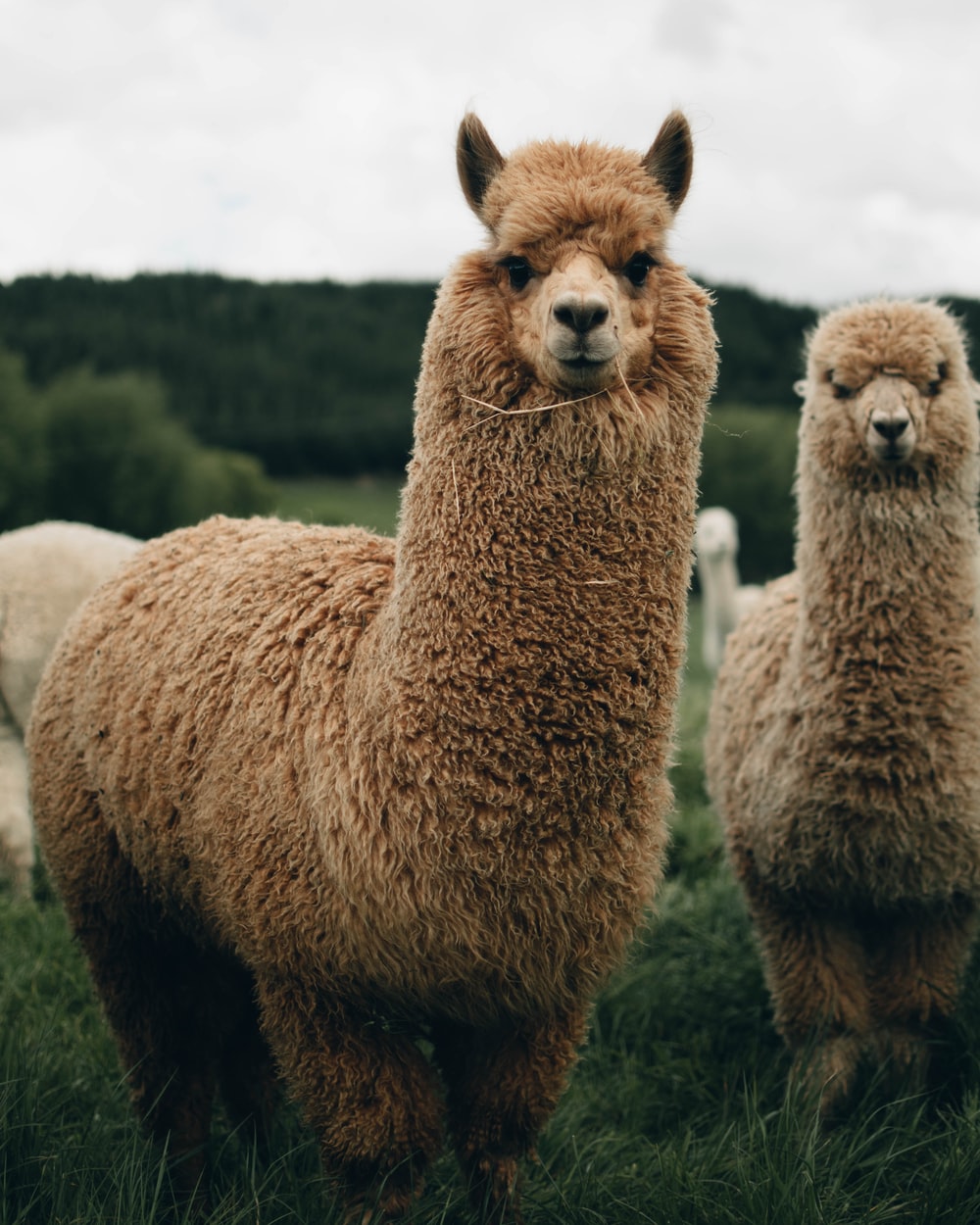 Alpaca Wallpapers