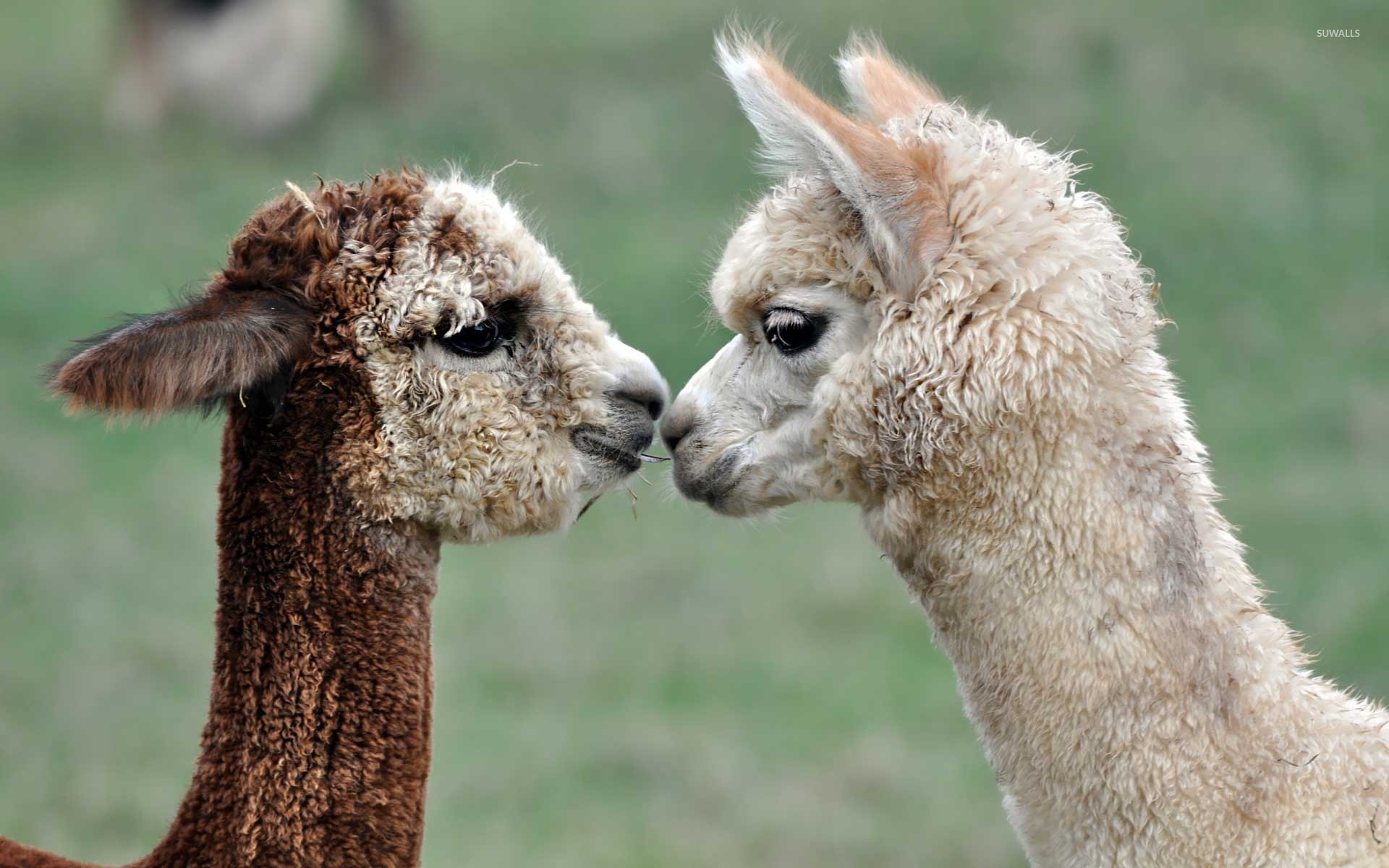 Alpaca Wallpapers