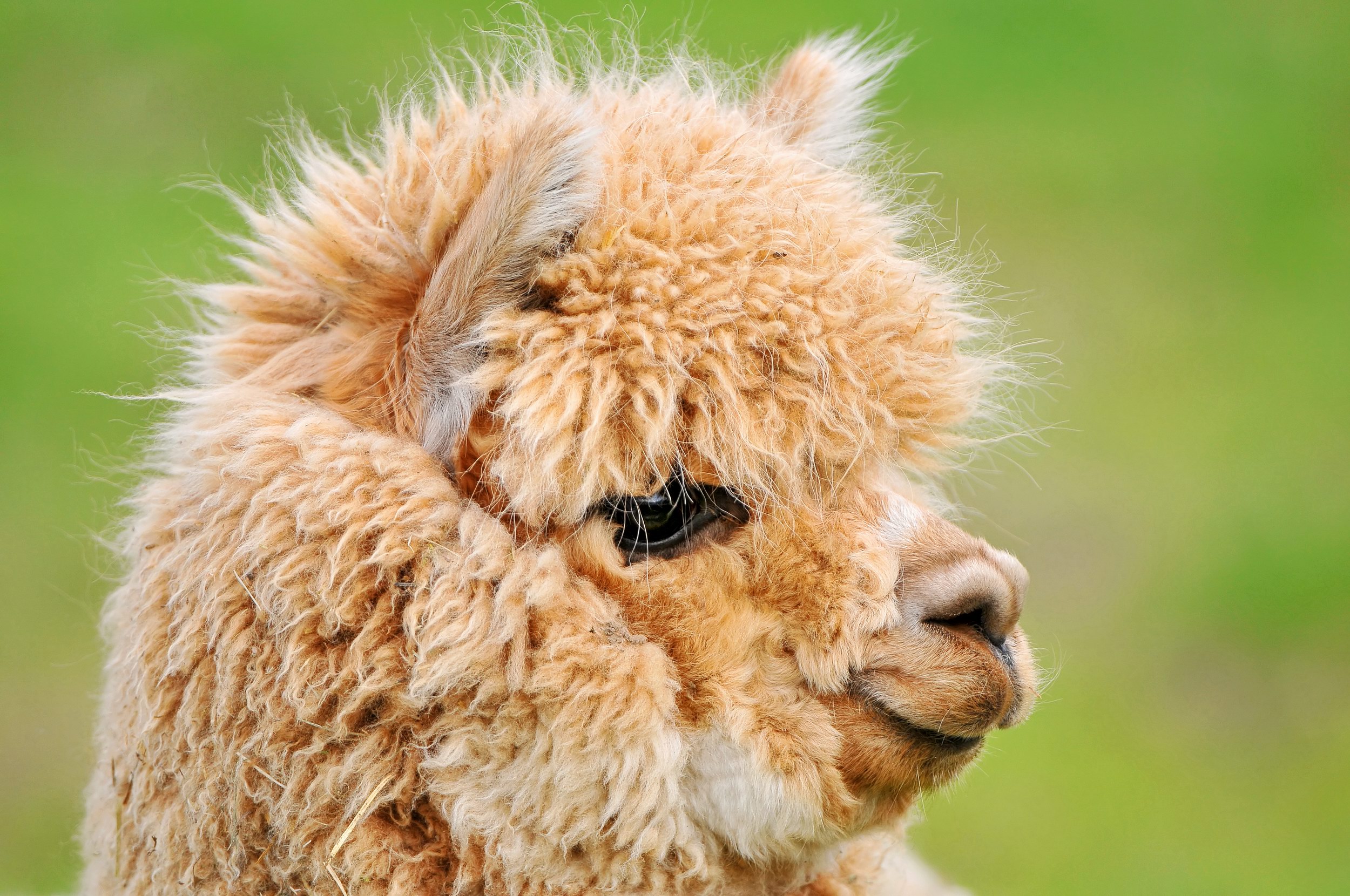 Alpaca Wallpapers