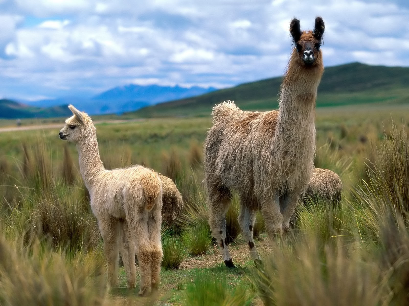 Alpaca Wallpapers