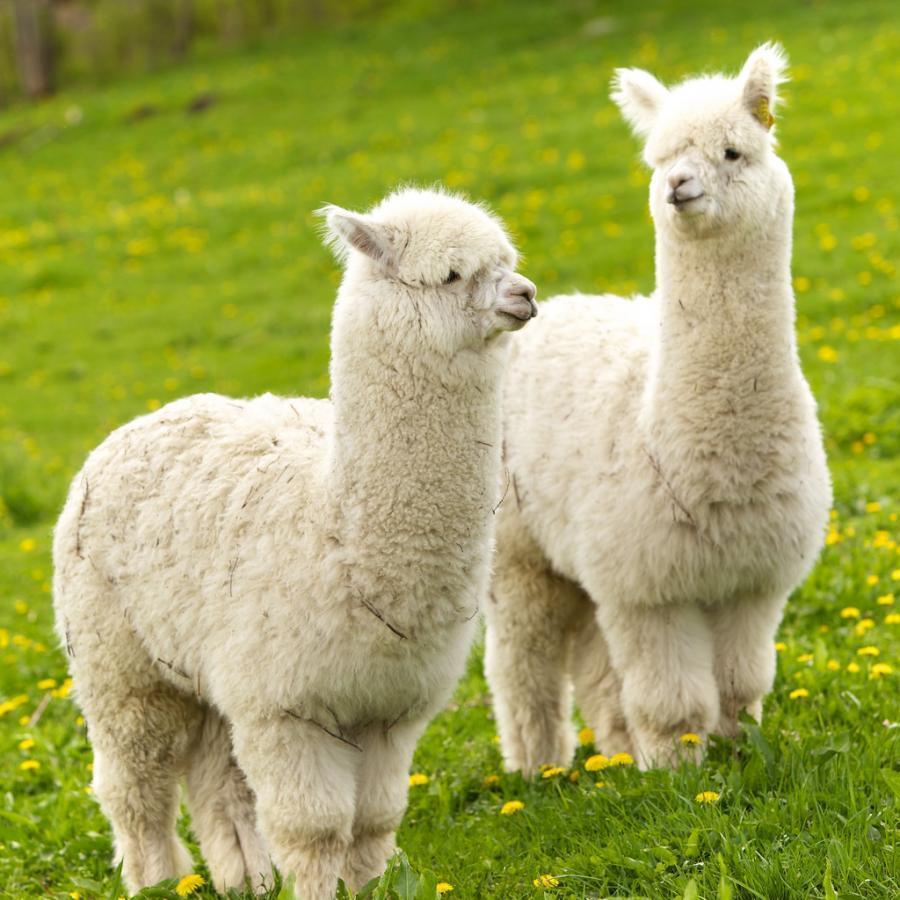 Alpaca Wallpapers