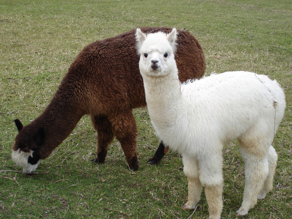 Alpaca Wallpapers